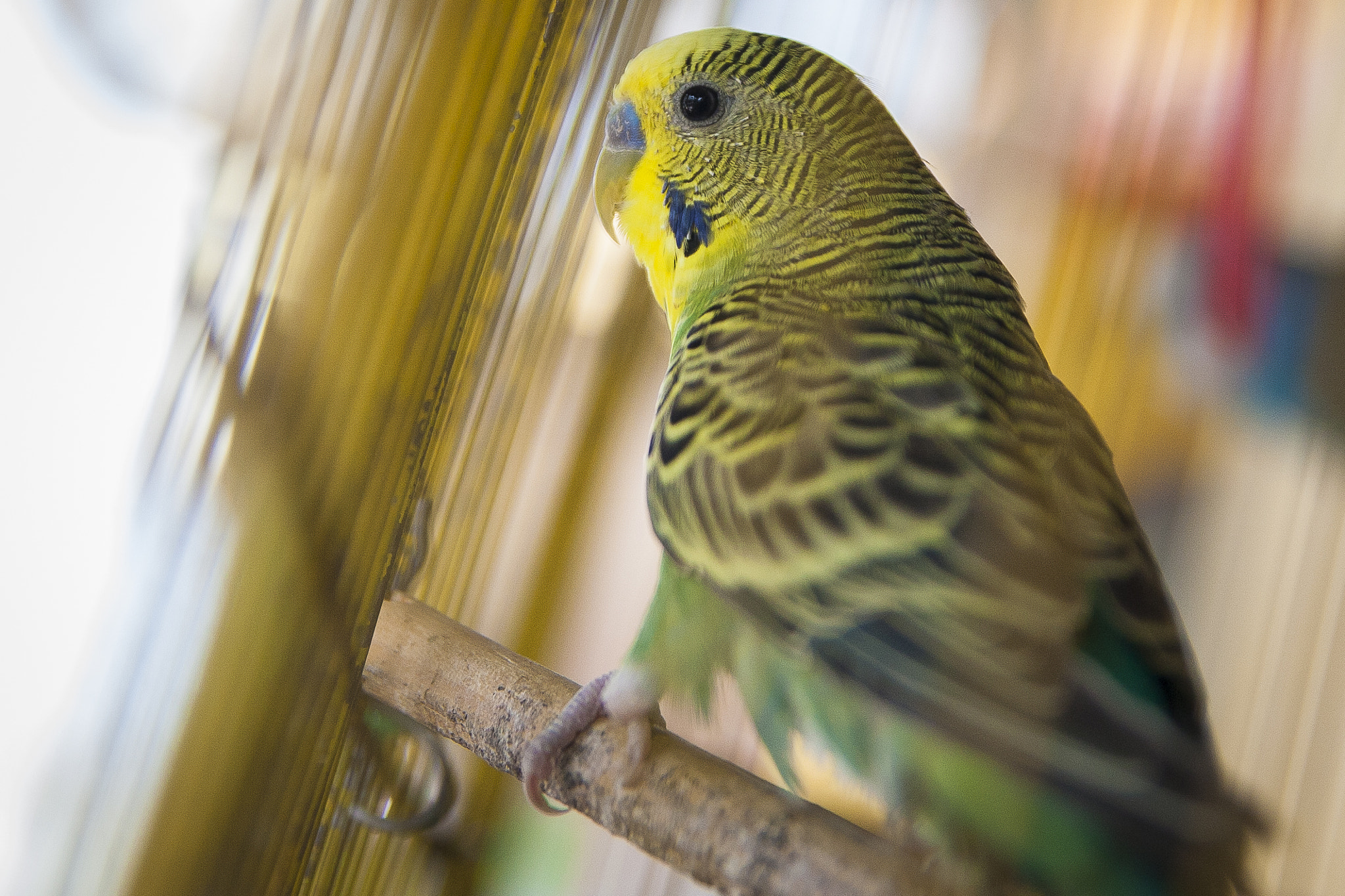 Canon EOS-1D Mark III sample photo. Australian parrots photography