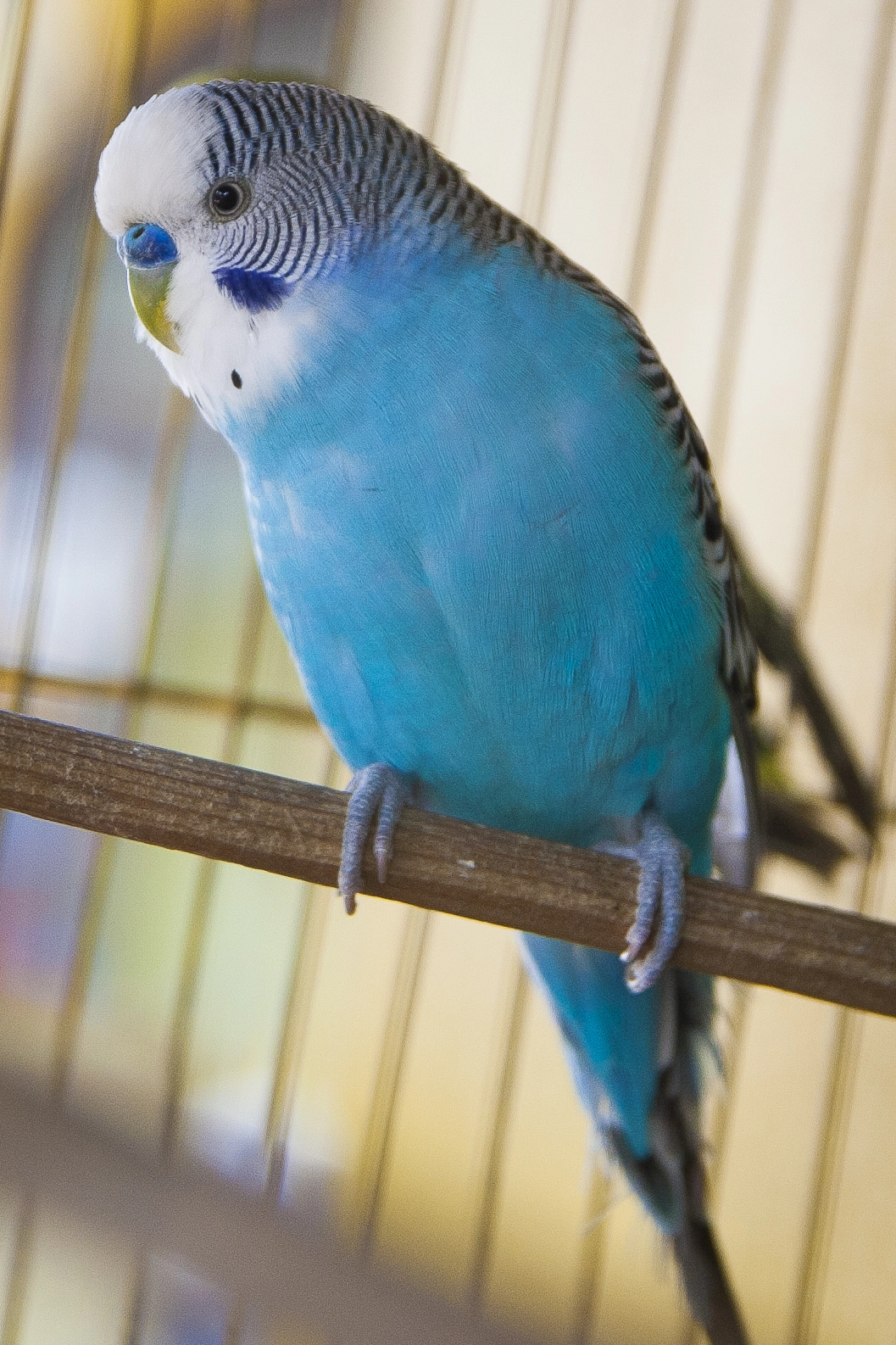 Canon EOS-1D Mark III sample photo. Australian parrots photography