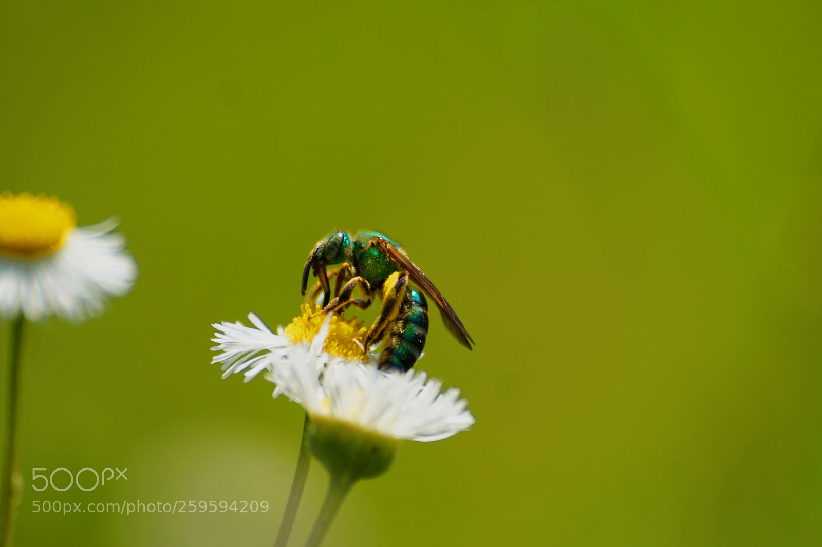 Sony a6000 sample photo. Sweat bee photography