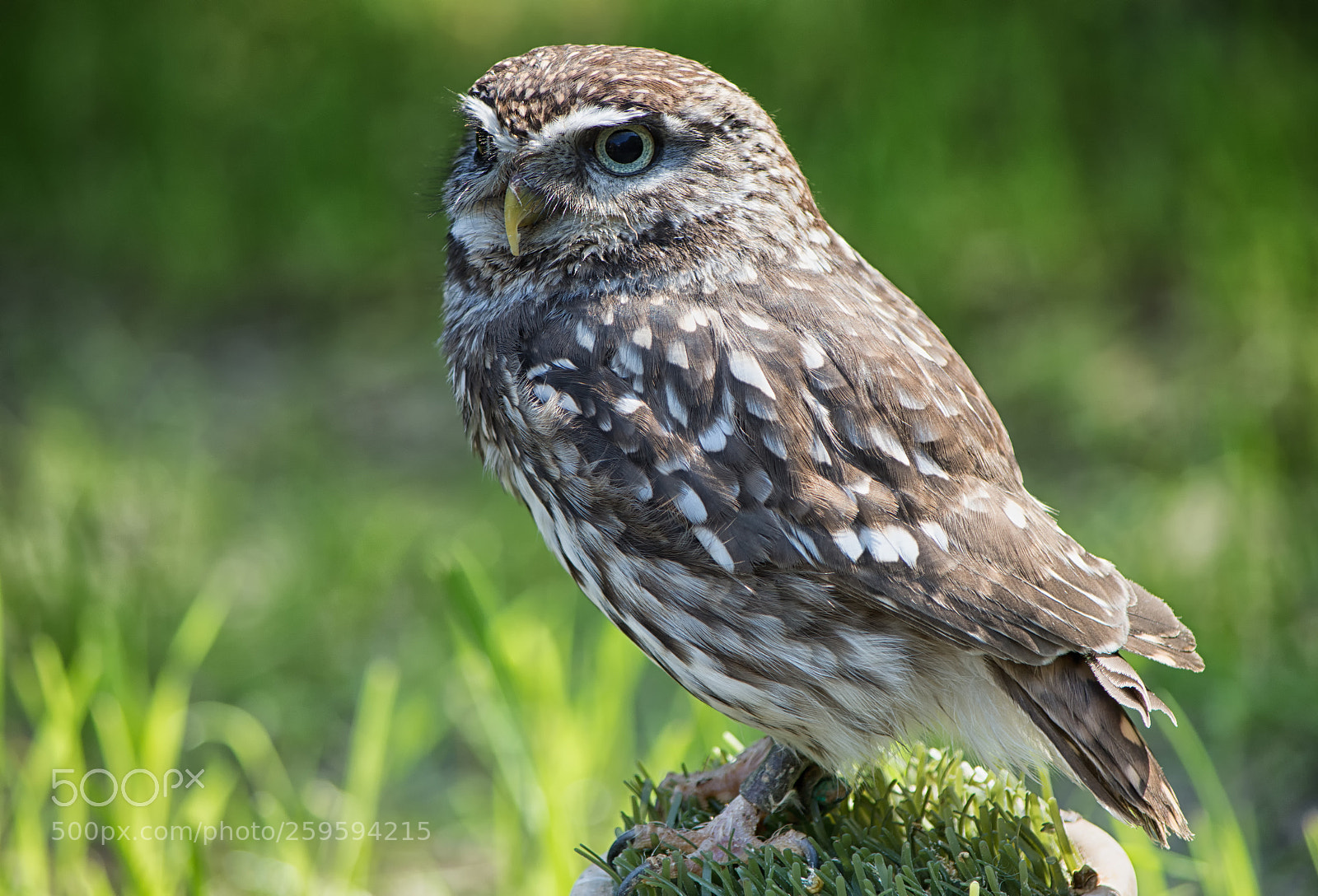 Nikon D7200 sample photo. Little owl photography