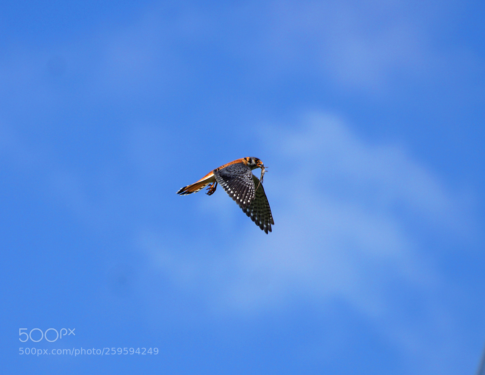 Sony a6000 sample photo. American kestrel photography