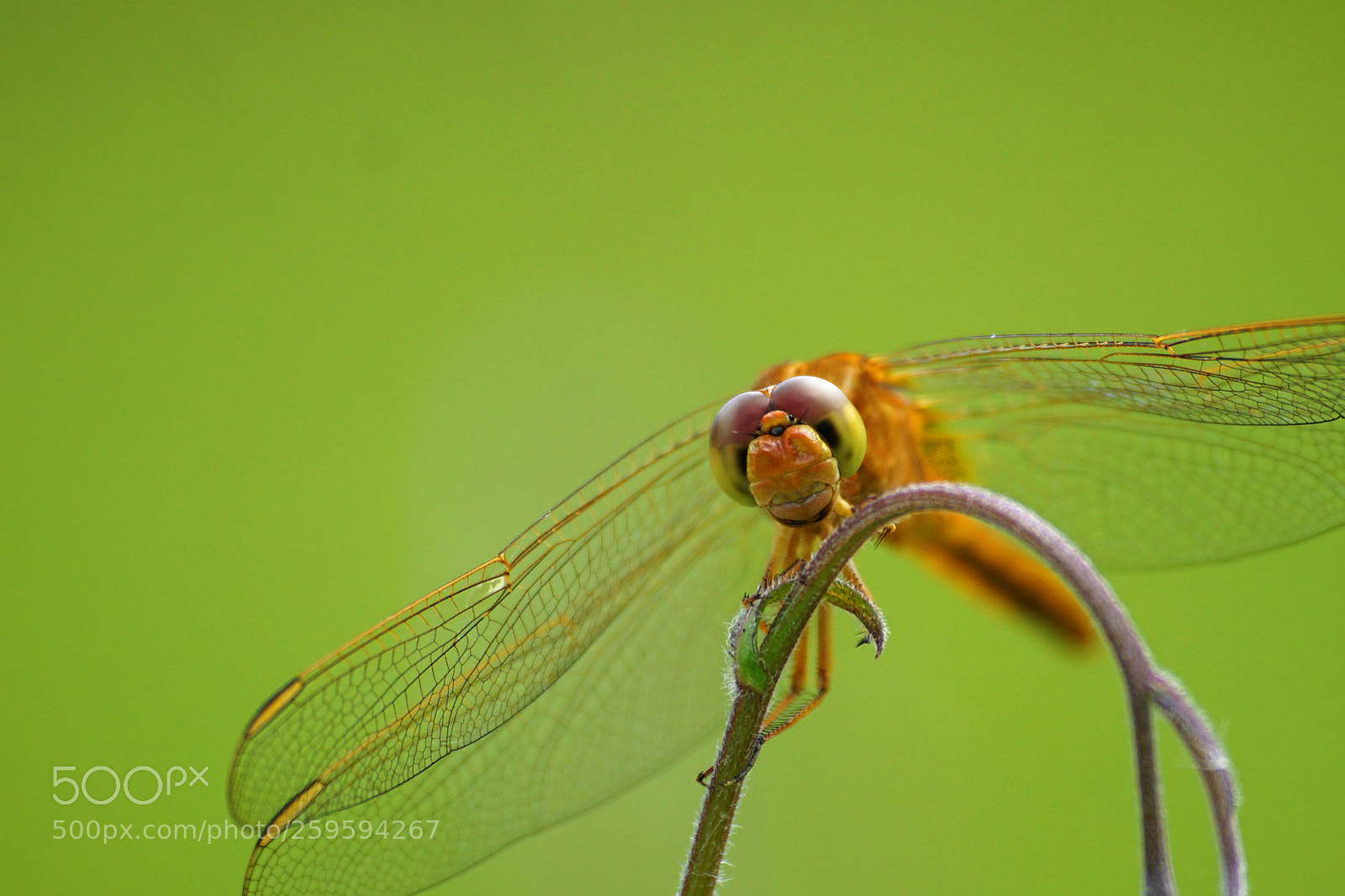 Sony a6000 sample photo. Orange meadowhawk photography