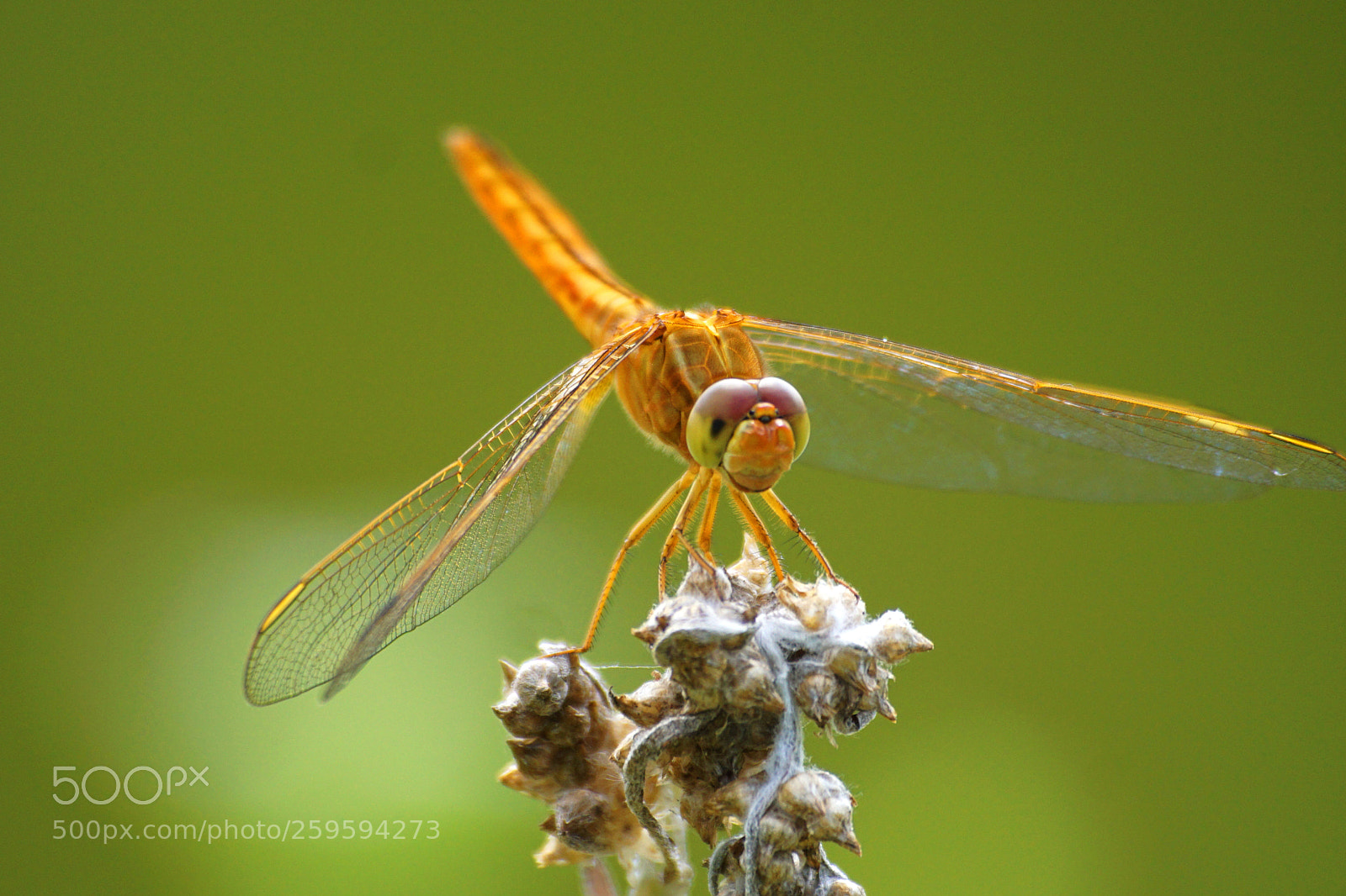 Sony a6000 sample photo. Orange meadowhawk photography