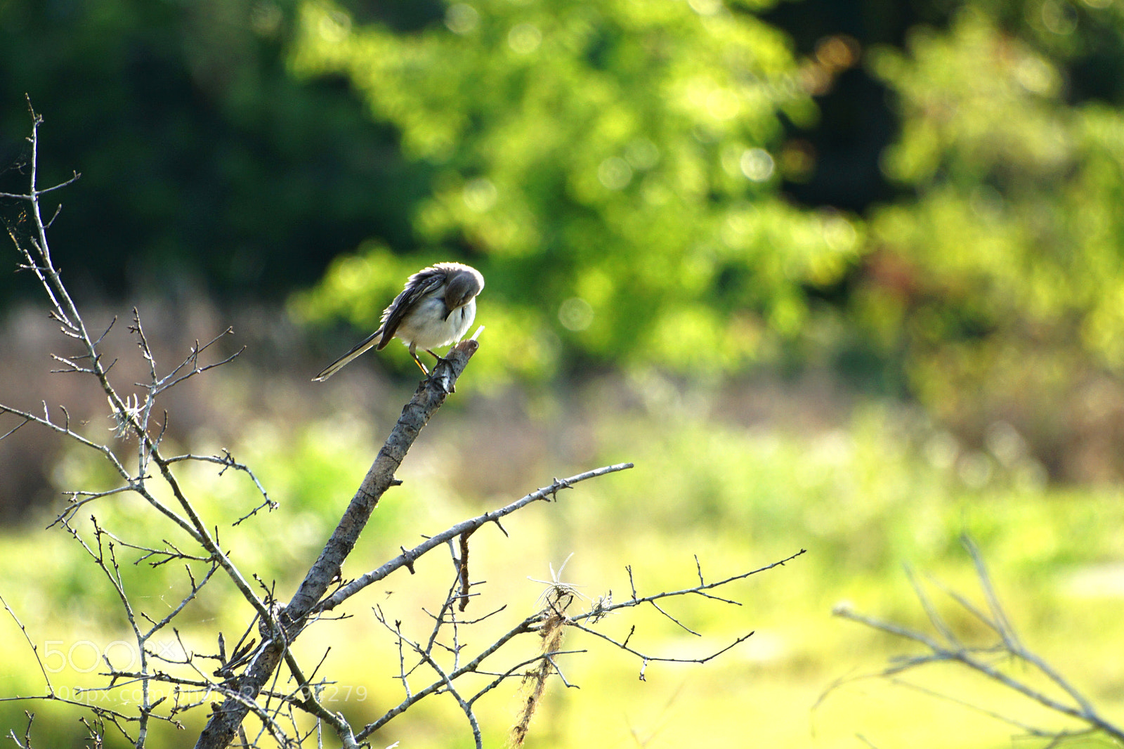 Sony a6000 sample photo. Bird photography