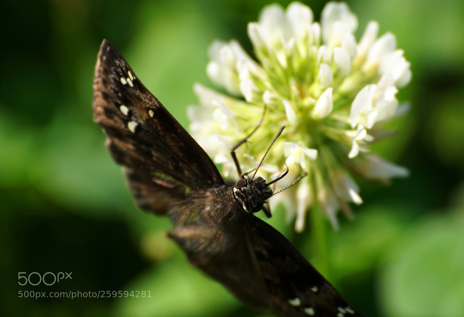 Sony a6000 sample photo. Duskywing moth photography
