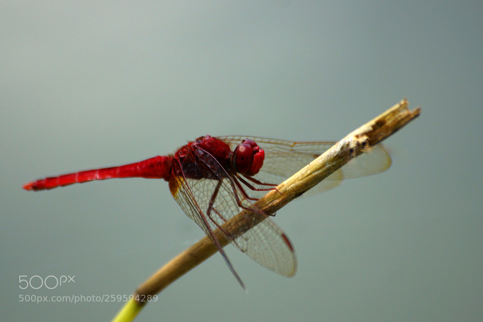 Sony a6000 sample photo. Scarlet skimmer photography