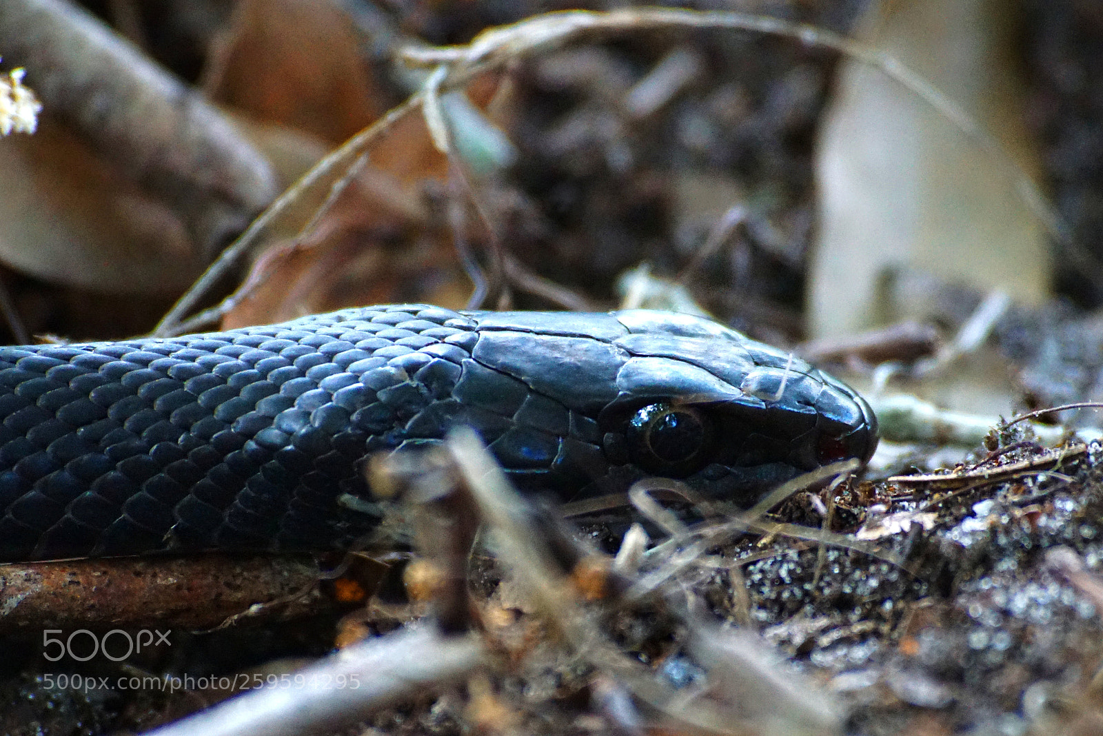 Sony a6000 sample photo. Black racer photography