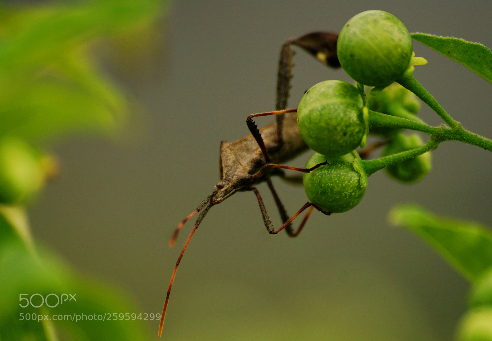 Sony a6000 sample photo. Pine seed bug photography