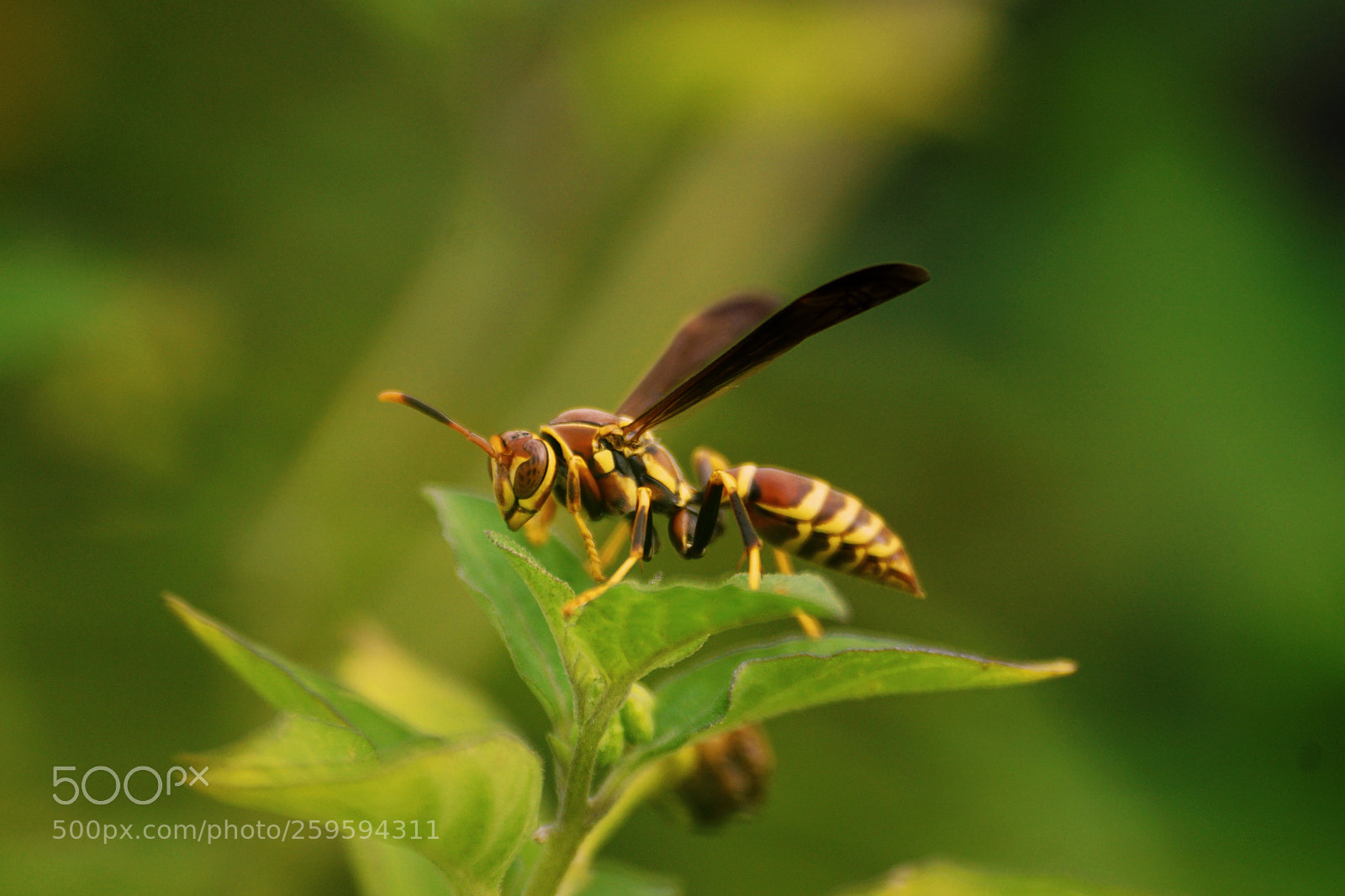 Sony a6000 sample photo. Paper wasp photography
