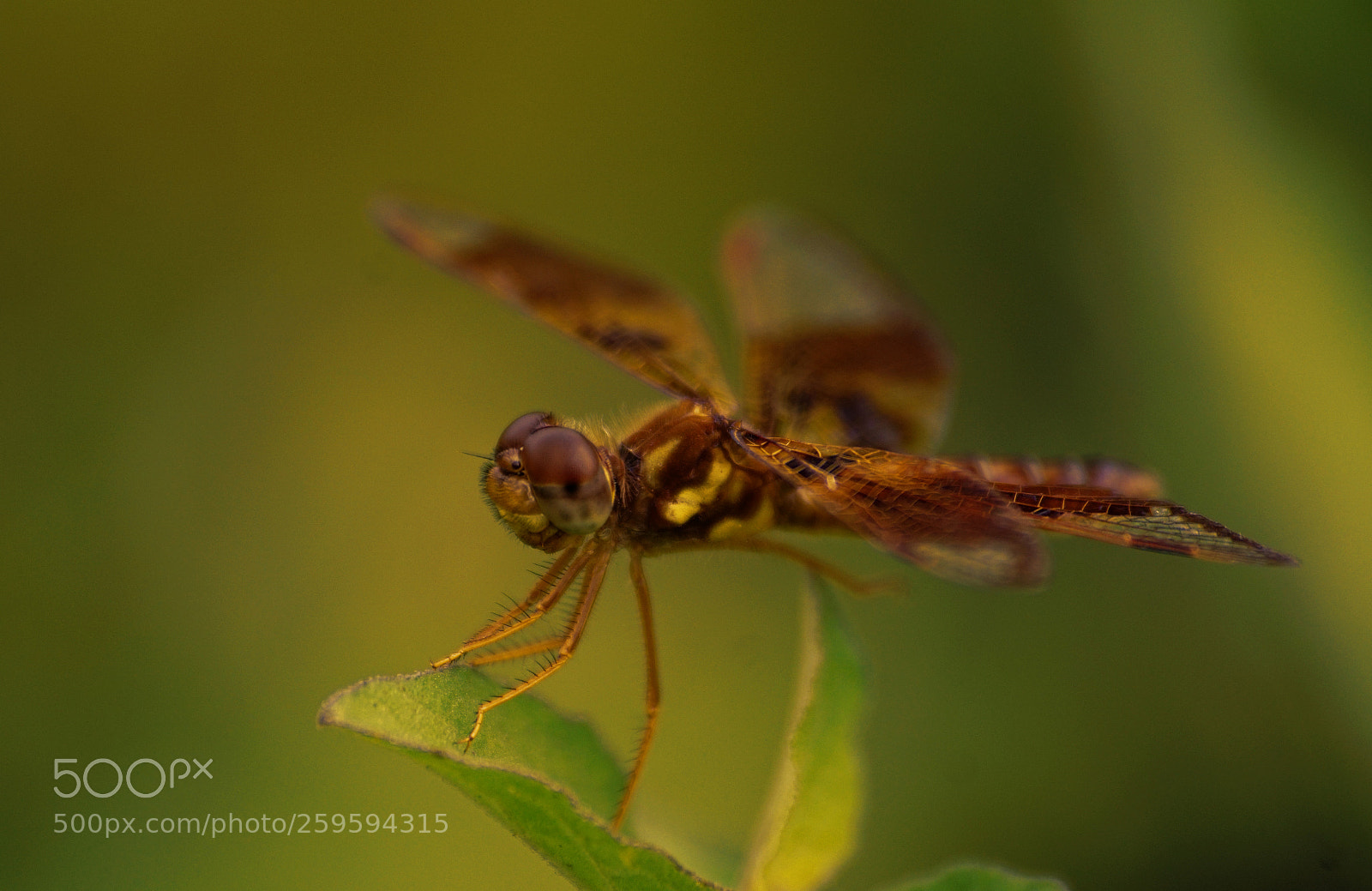 Sony a6000 sample photo. Eastern amberwing photography