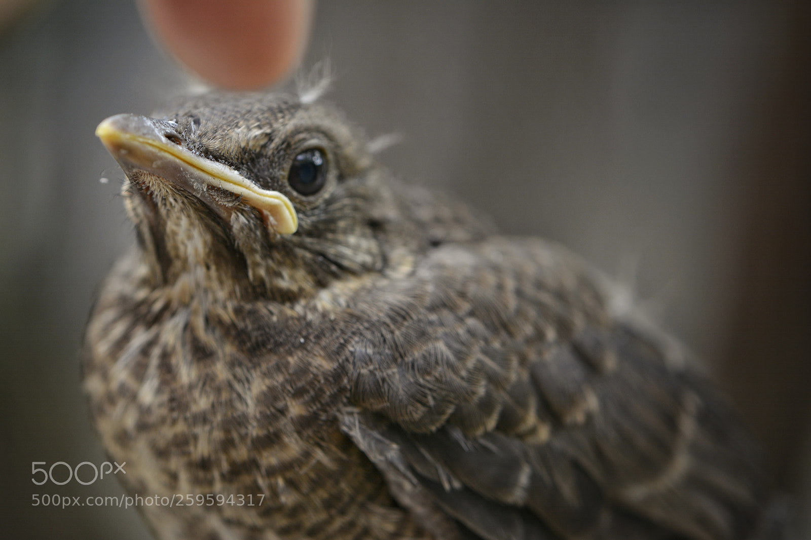 Nikon D7100 sample photo. Pas touche photography