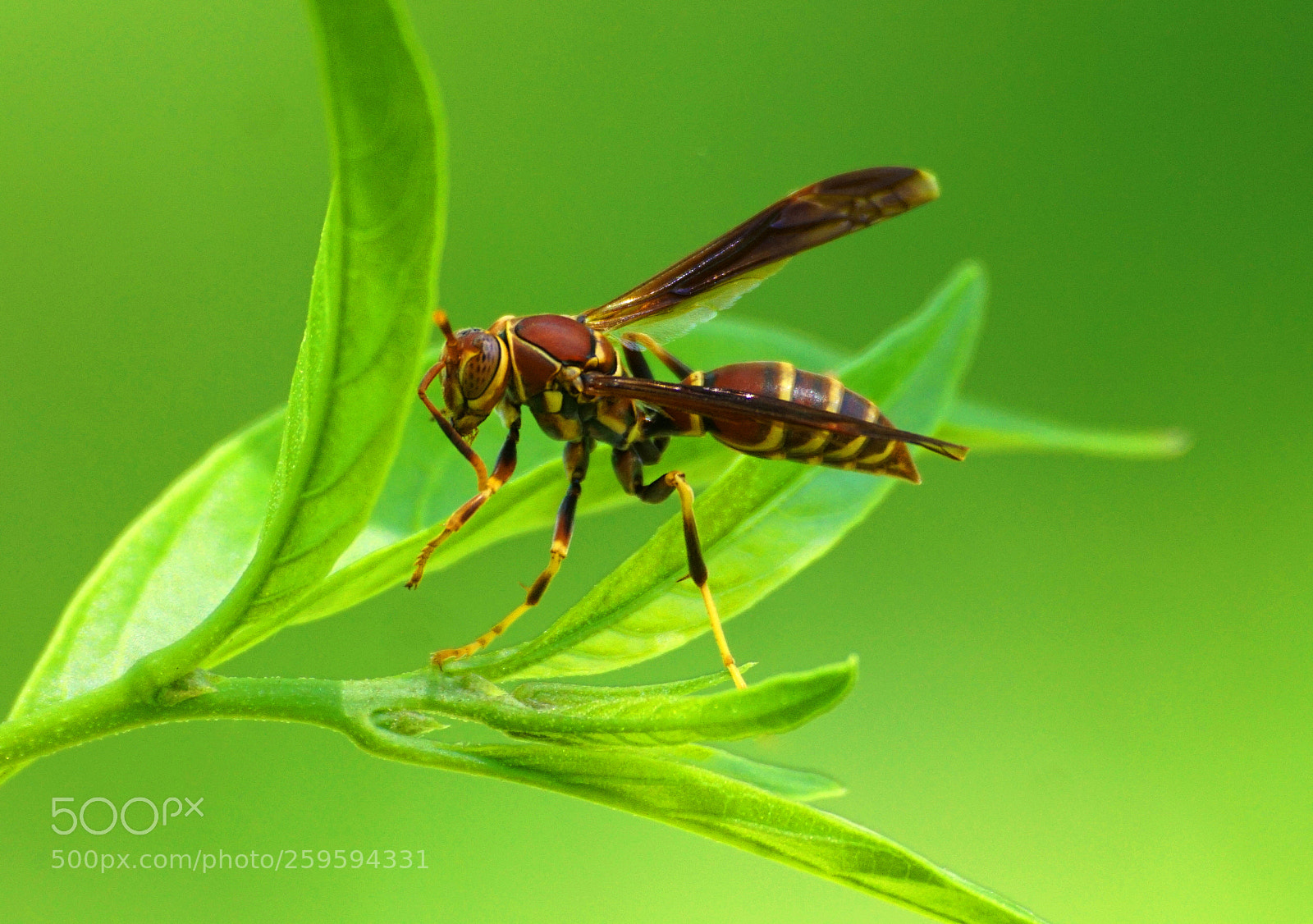 Sony a6000 sample photo. Paper wasp photography