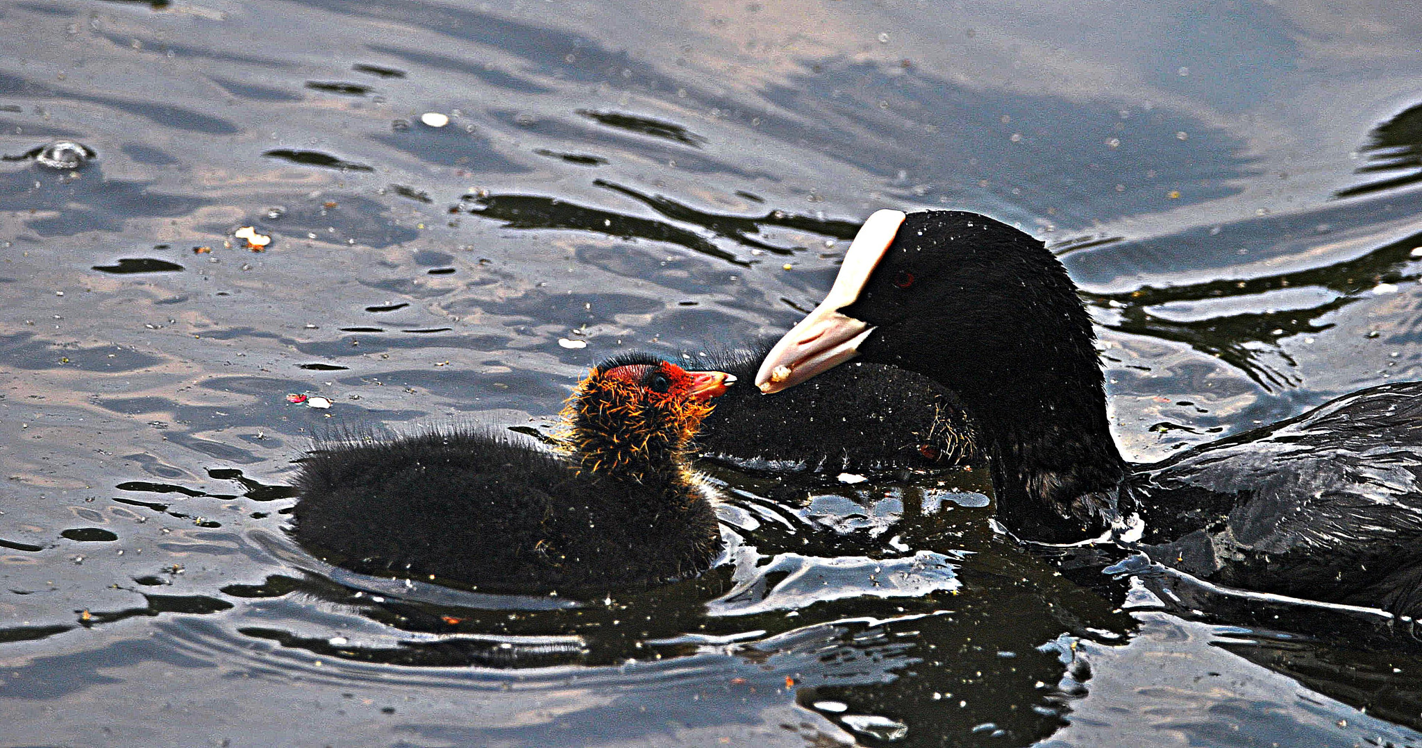 Sigma 150-600mm F5-6.3 DG OS HSM | C sample photo. A  mothers  love photography