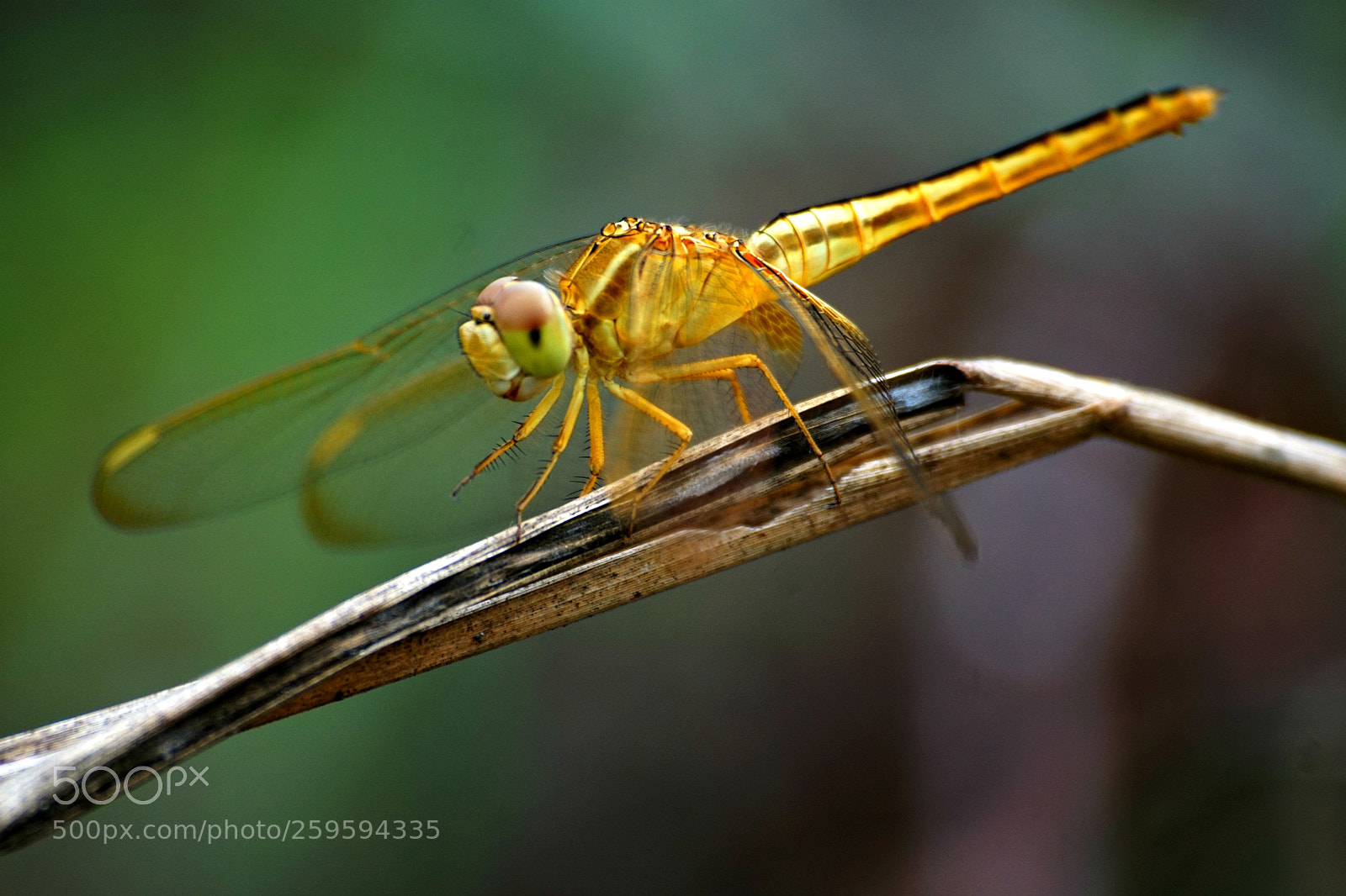 Sony a6000 sample photo. Yellow meadowhawk photography