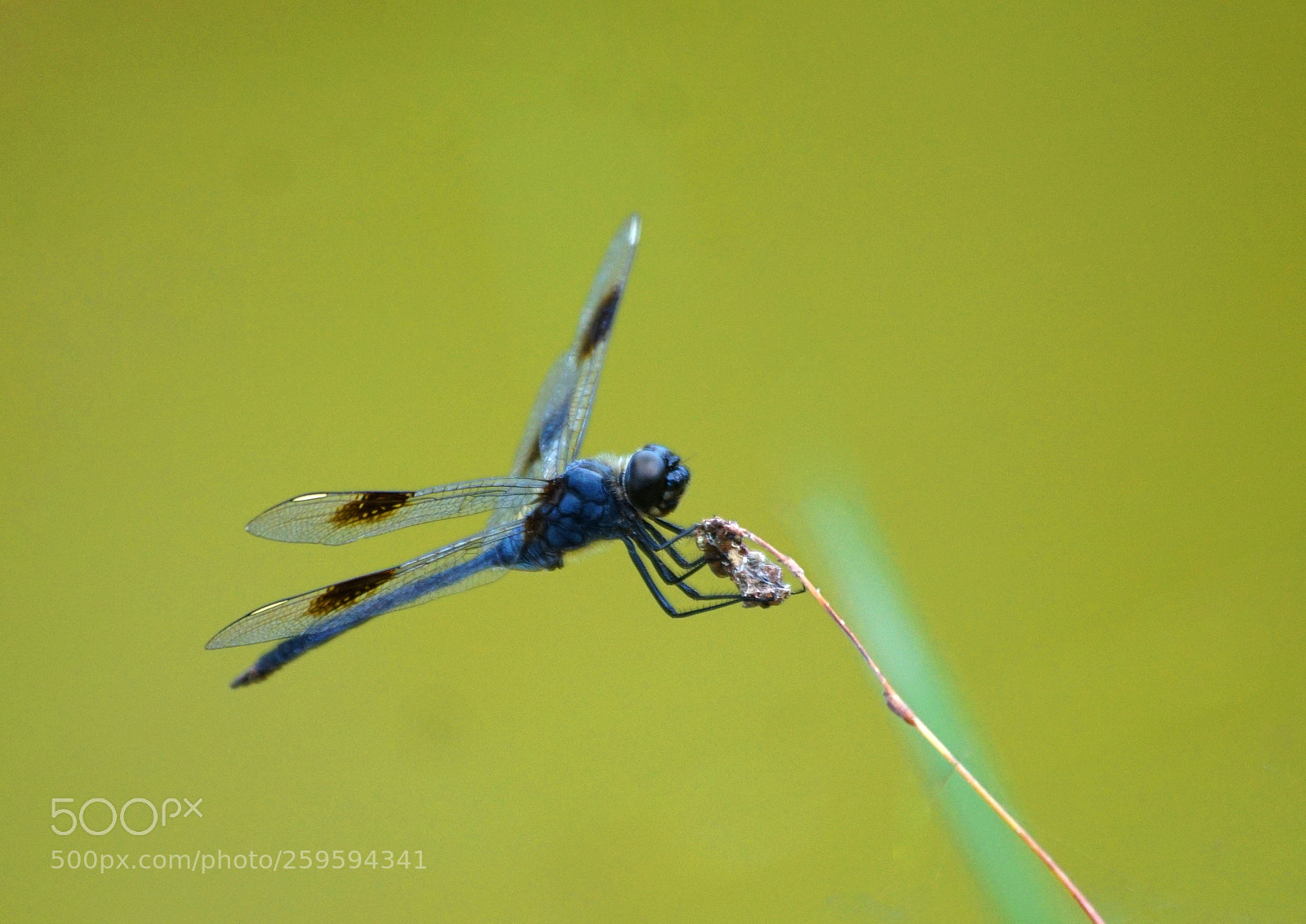 Sony a6000 sample photo. 4-spotted pennant photography