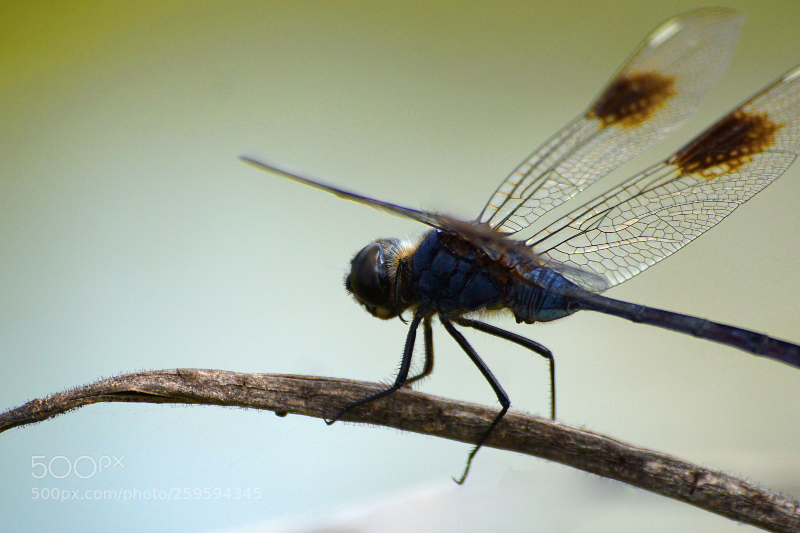 Sony a6000 sample photo. 4-spotted pennant photography
