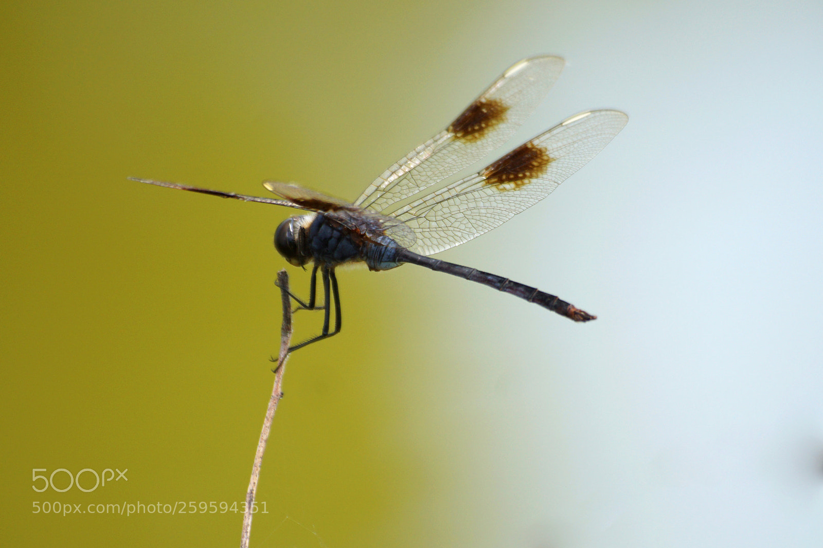 Sony a6000 sample photo. 4-spotted pennant photography