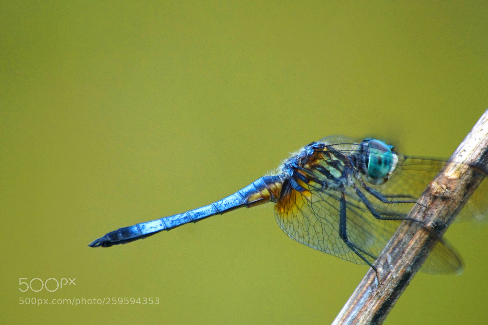 Sony a6000 sample photo. Blue dasher photography