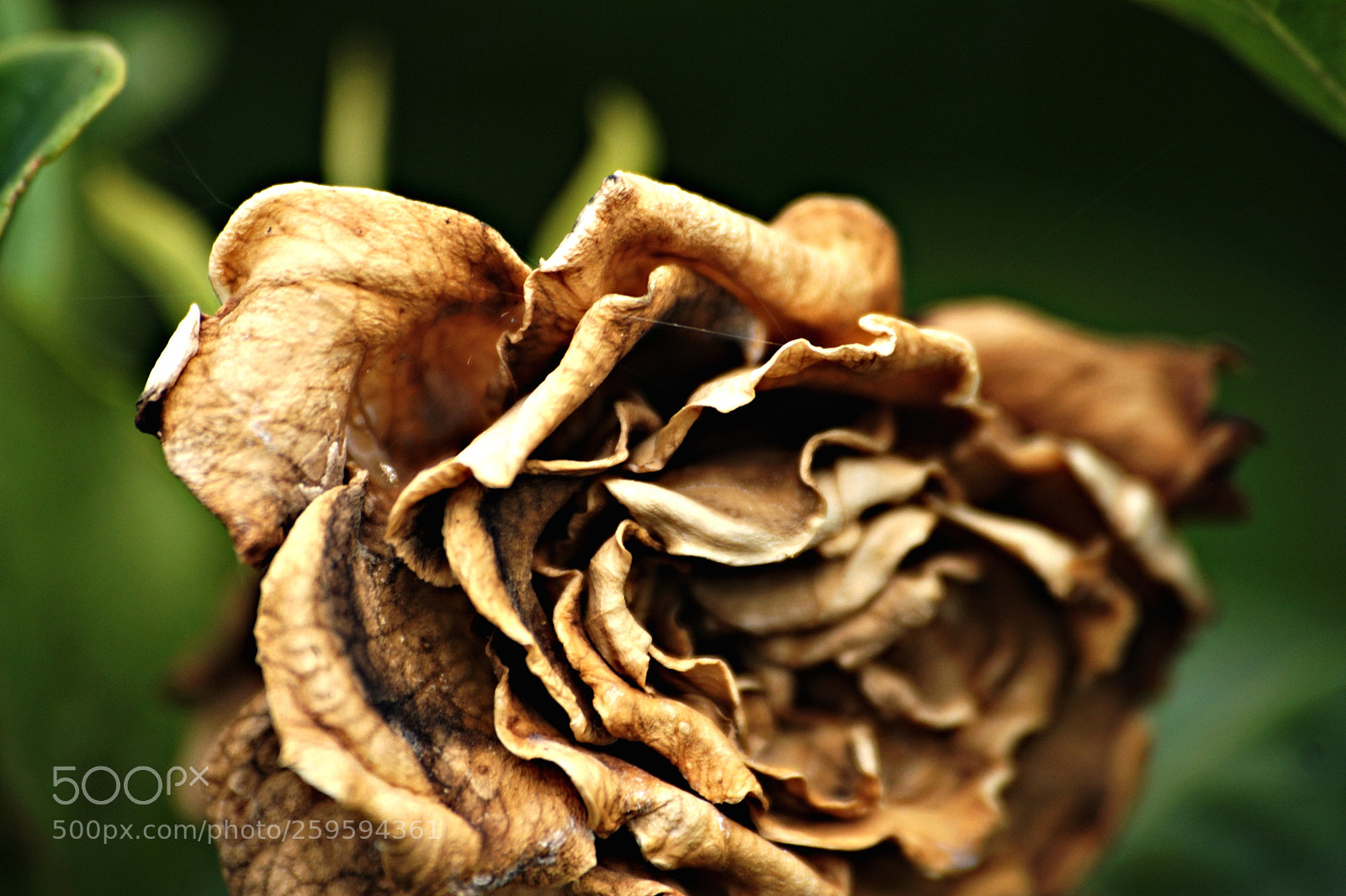Sony a6000 sample photo. Rose photography