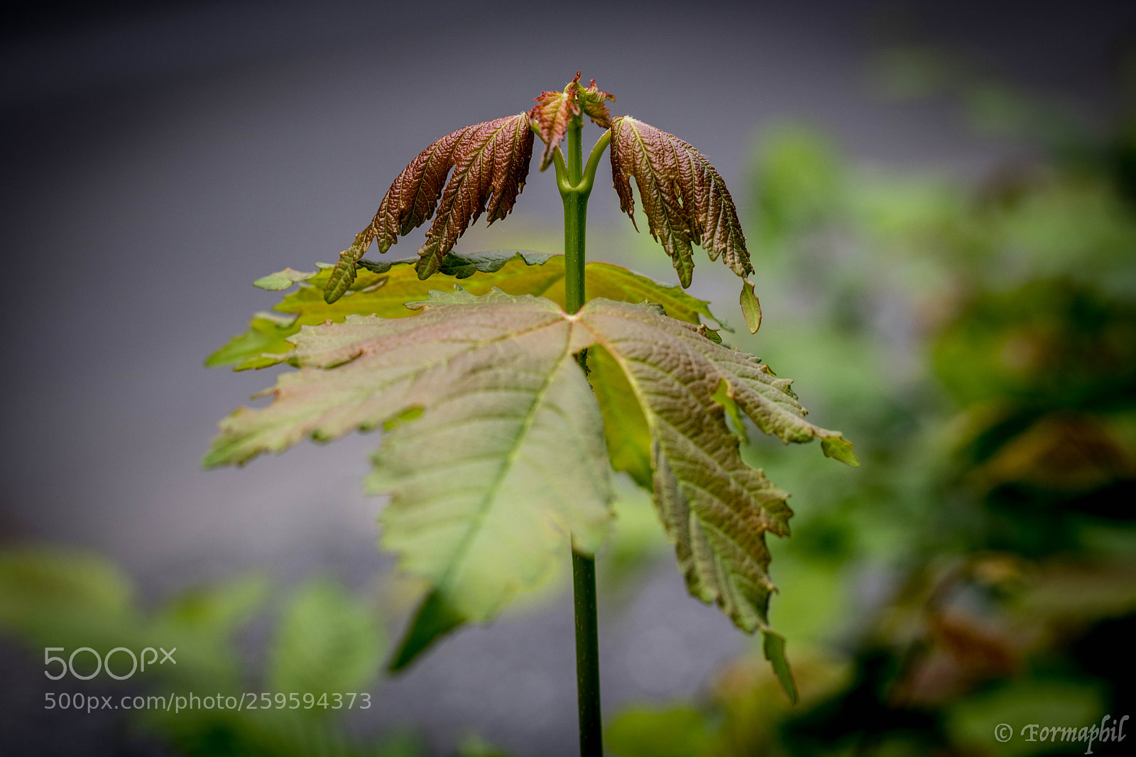 Canon EOS 750D (EOS Rebel T6i / EOS Kiss X8i) sample photo. Flower (ampsin) liège photography