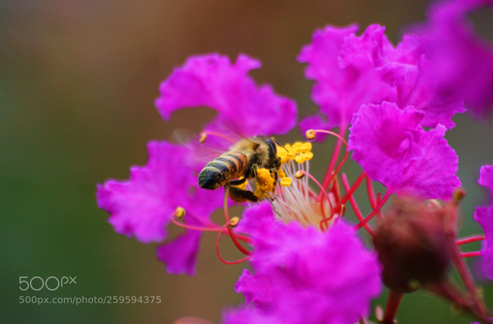 Sony a6000 sample photo. Bee photography