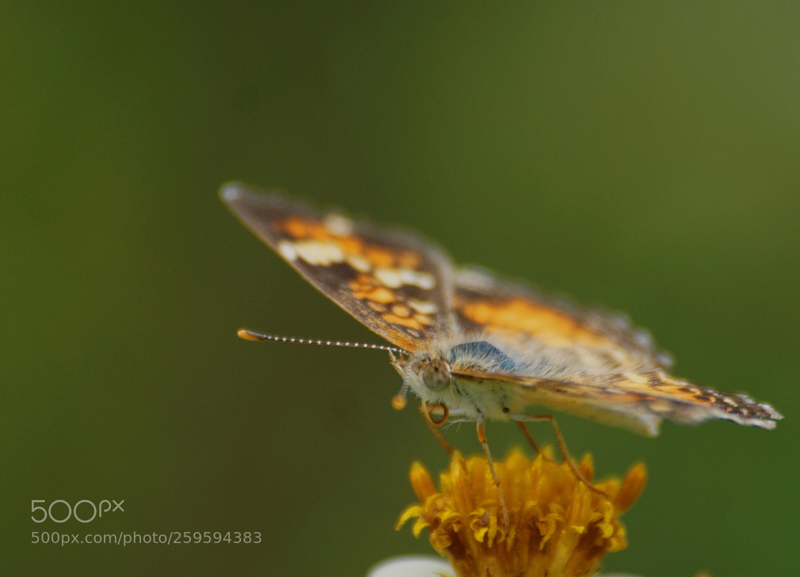 Sony a6000 sample photo. Pearl crescent tawny crescent photography
