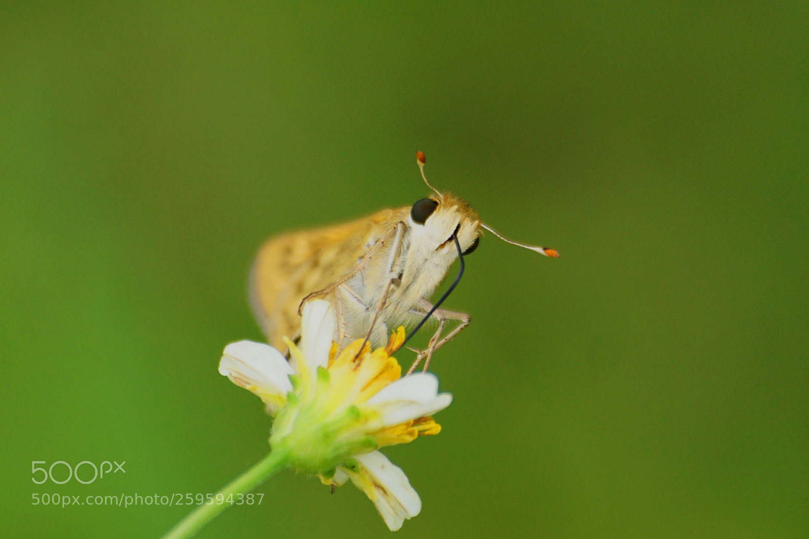 Sony a6000 sample photo. Skipper photography