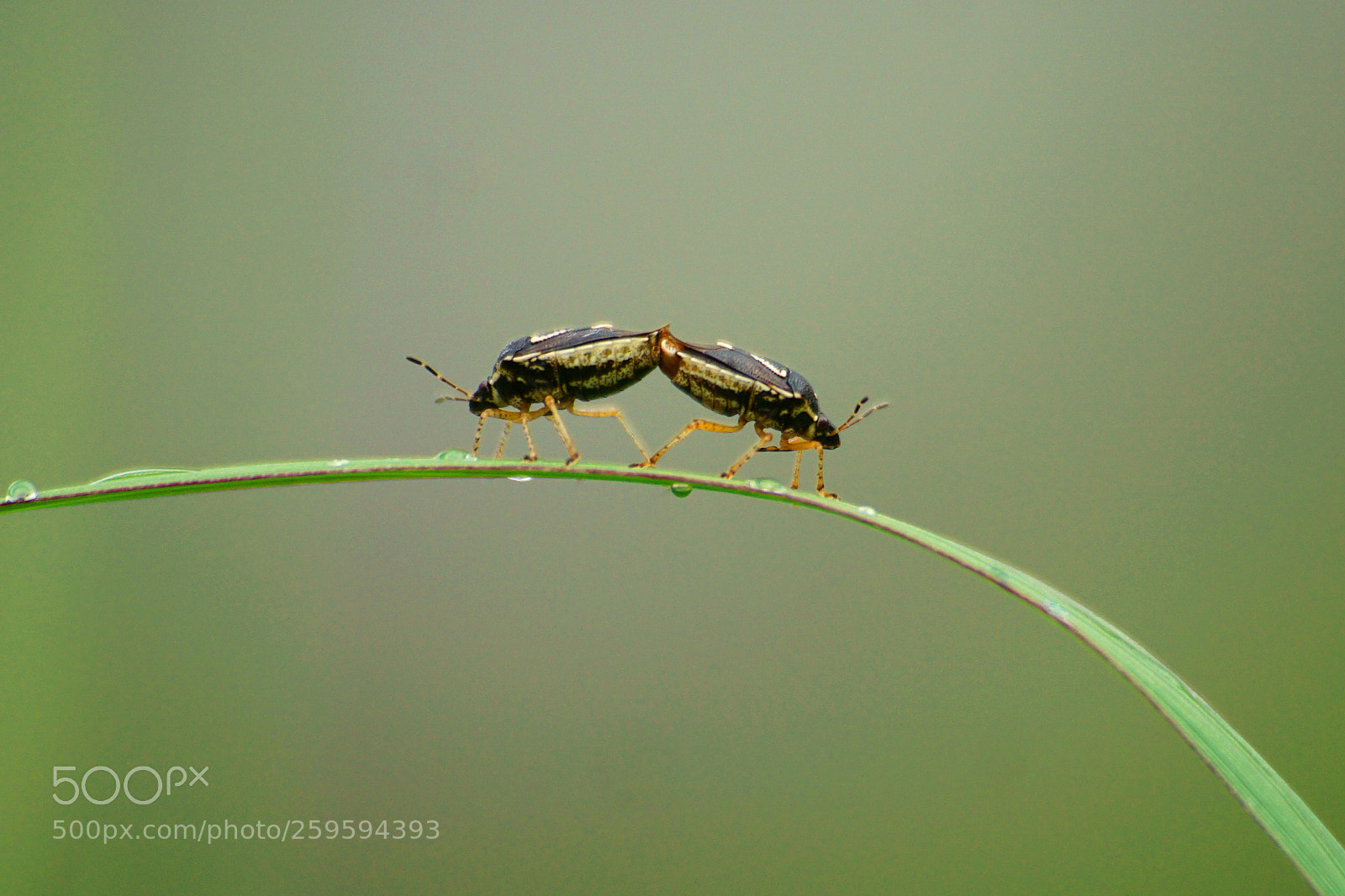Sony a6000 sample photo. Beetles photography