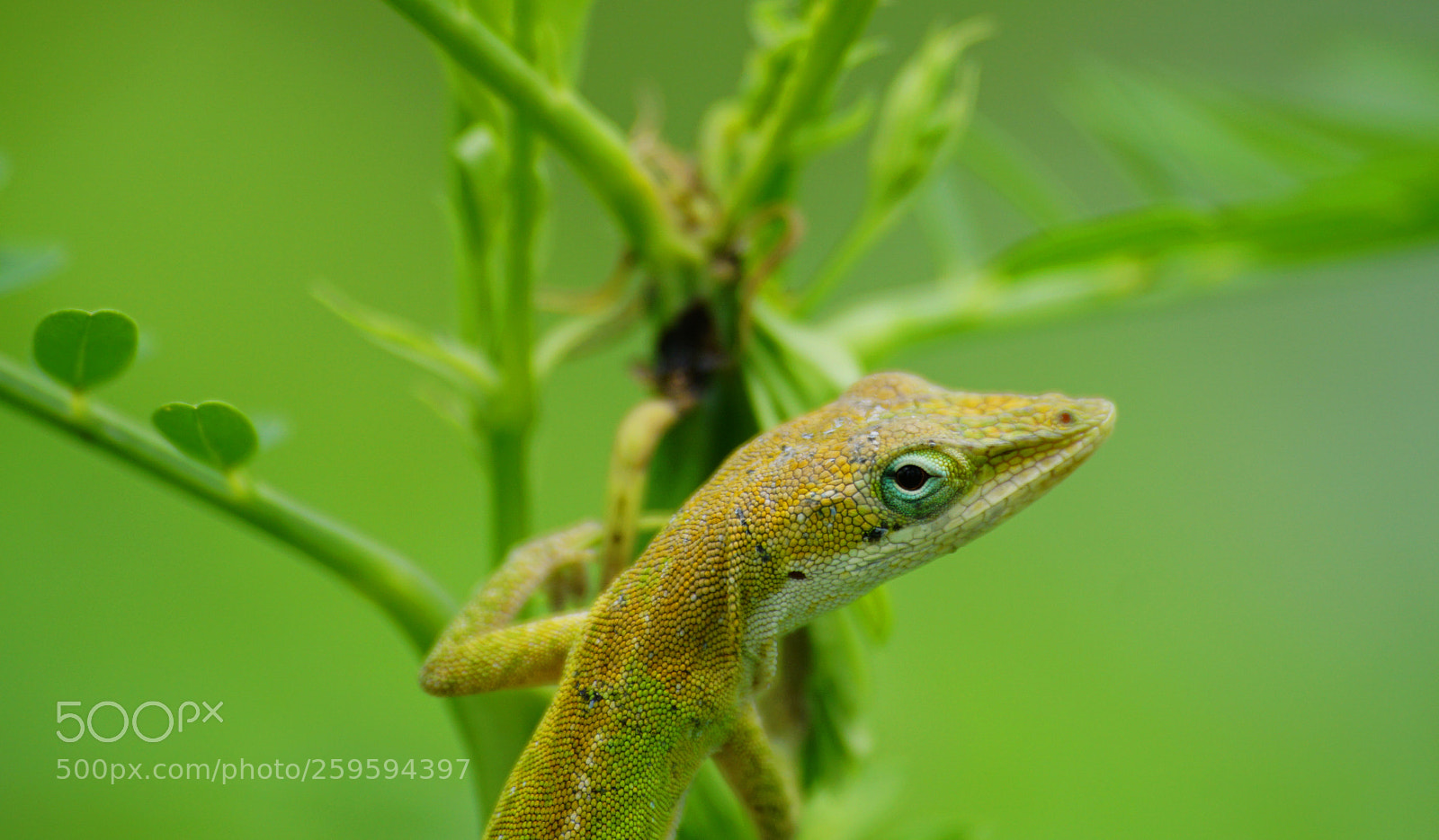 Sony a6000 sample photo. Green anole photography