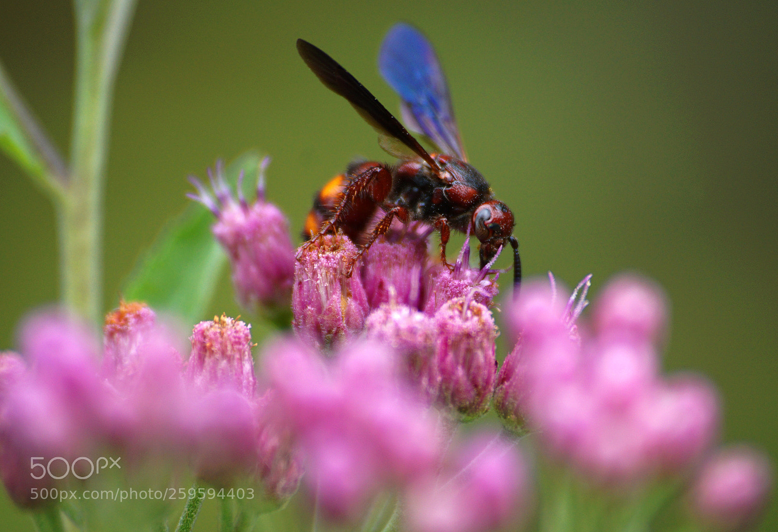 Sony a6000 sample photo. Mason wasp photography