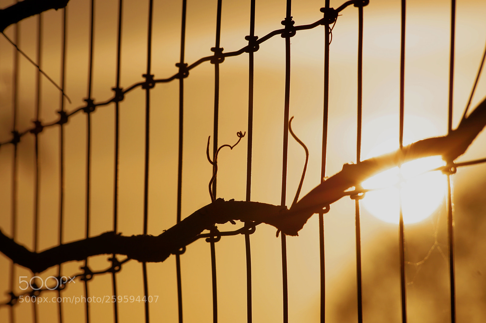 Sony a6000 sample photo. Sunset on a fence photography