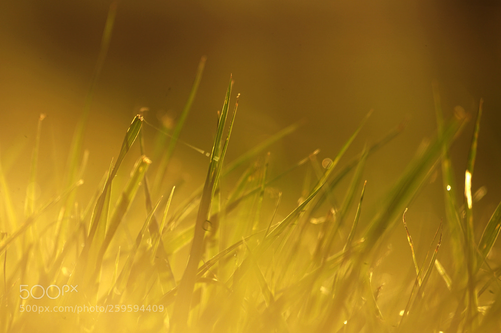 Sony a6000 sample photo. Sunset in the grass photography
