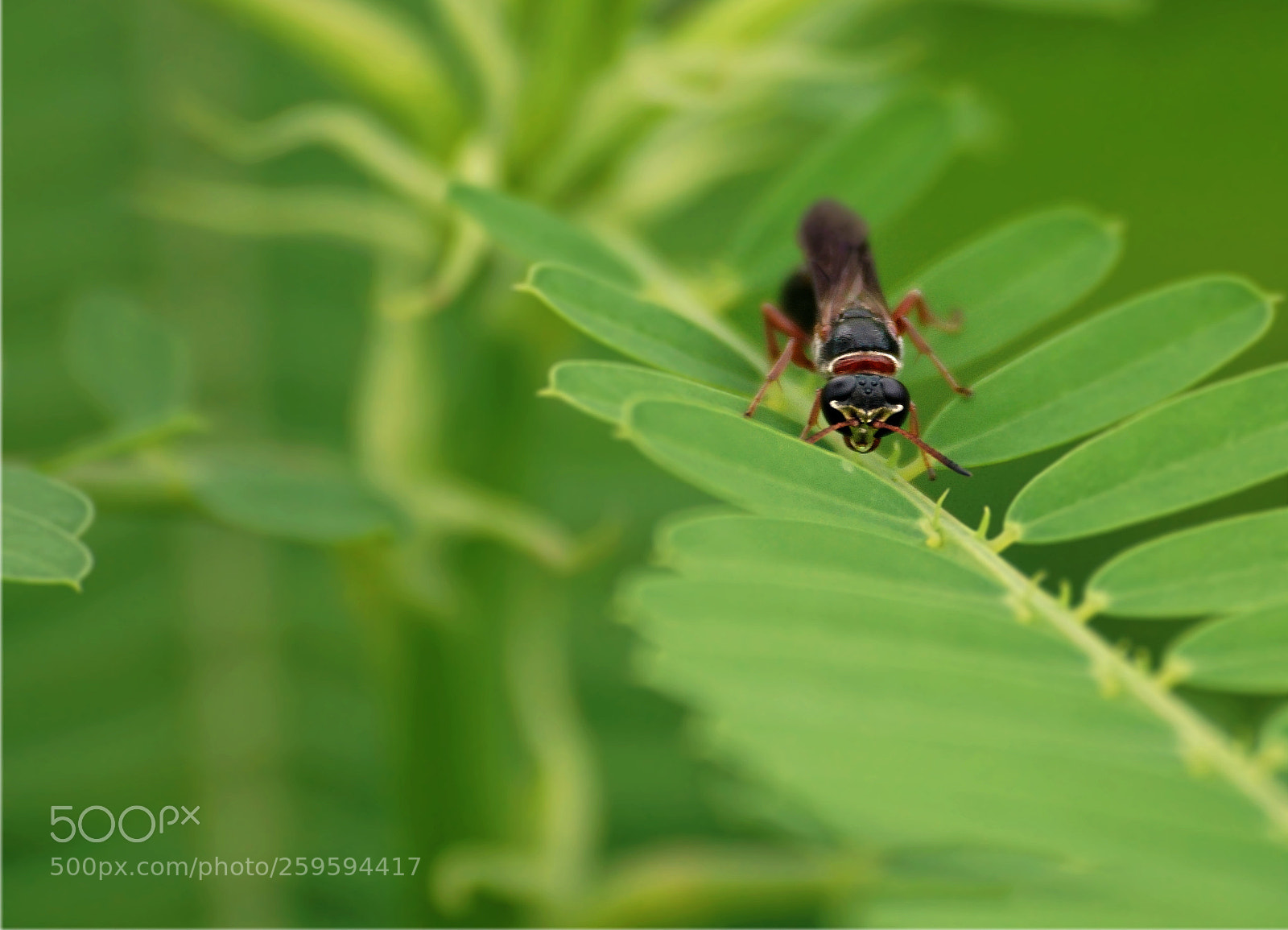 Sony a6000 sample photo. Paper wasp photography