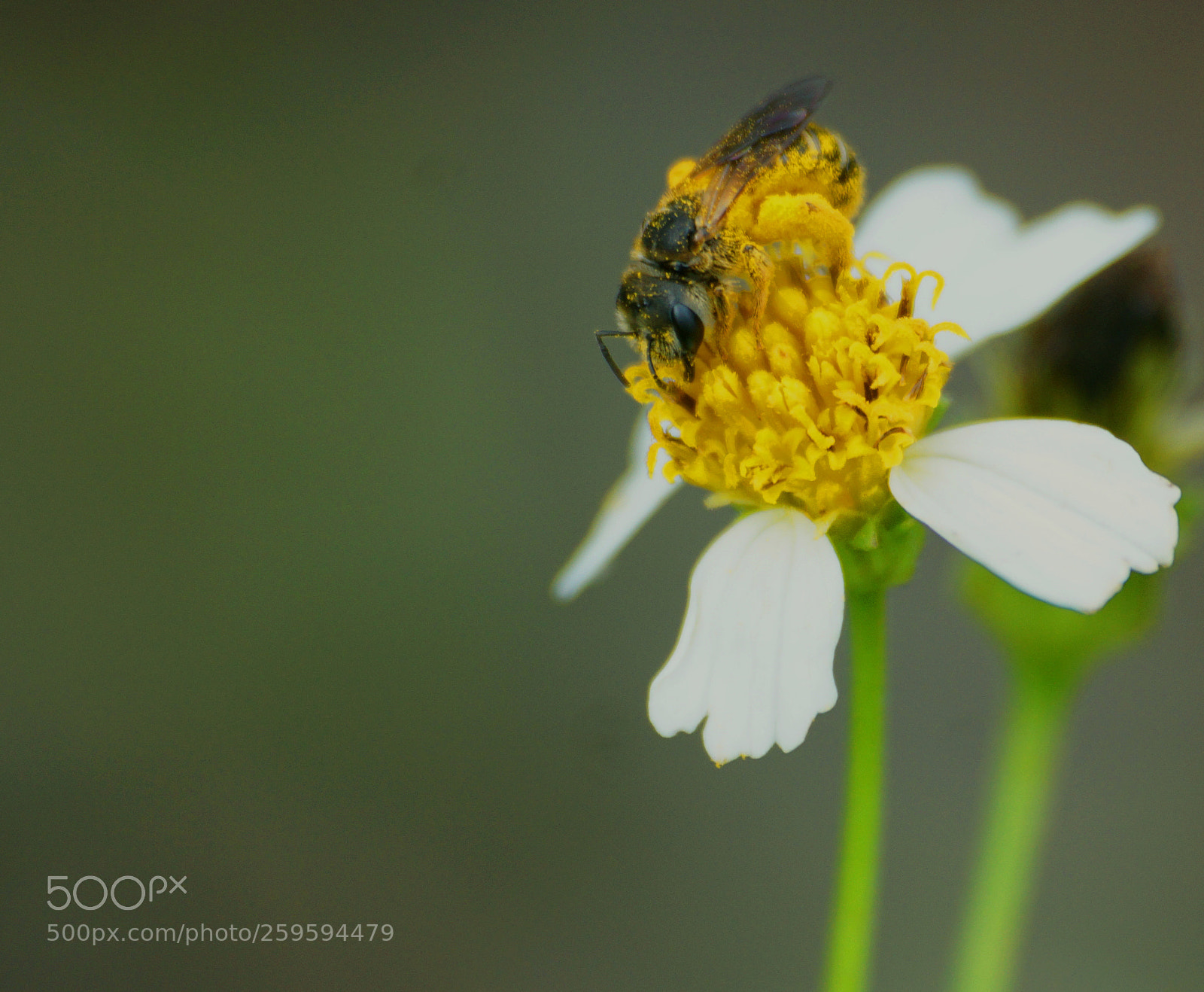 Sony a6000 sample photo. Bee photography