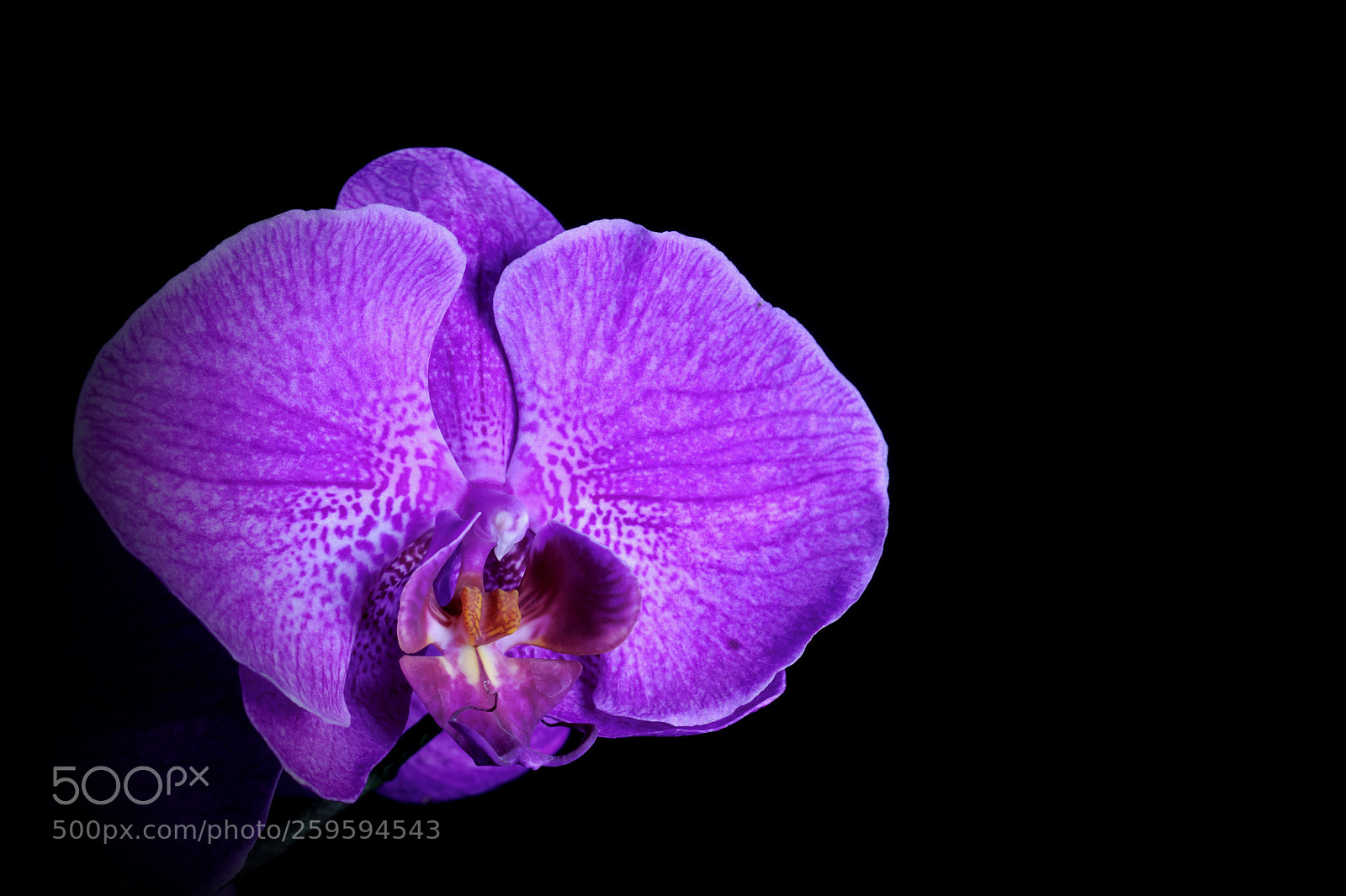 Nikon D7100 sample photo. Purple orchid photography