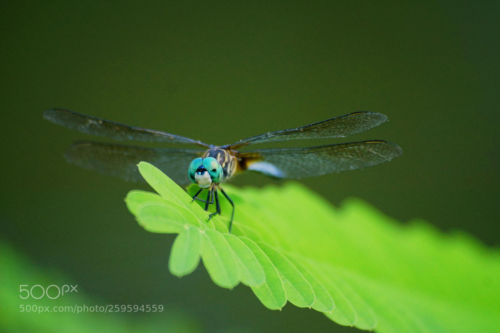 Sony a6000 sample photo. Blue dasher photography