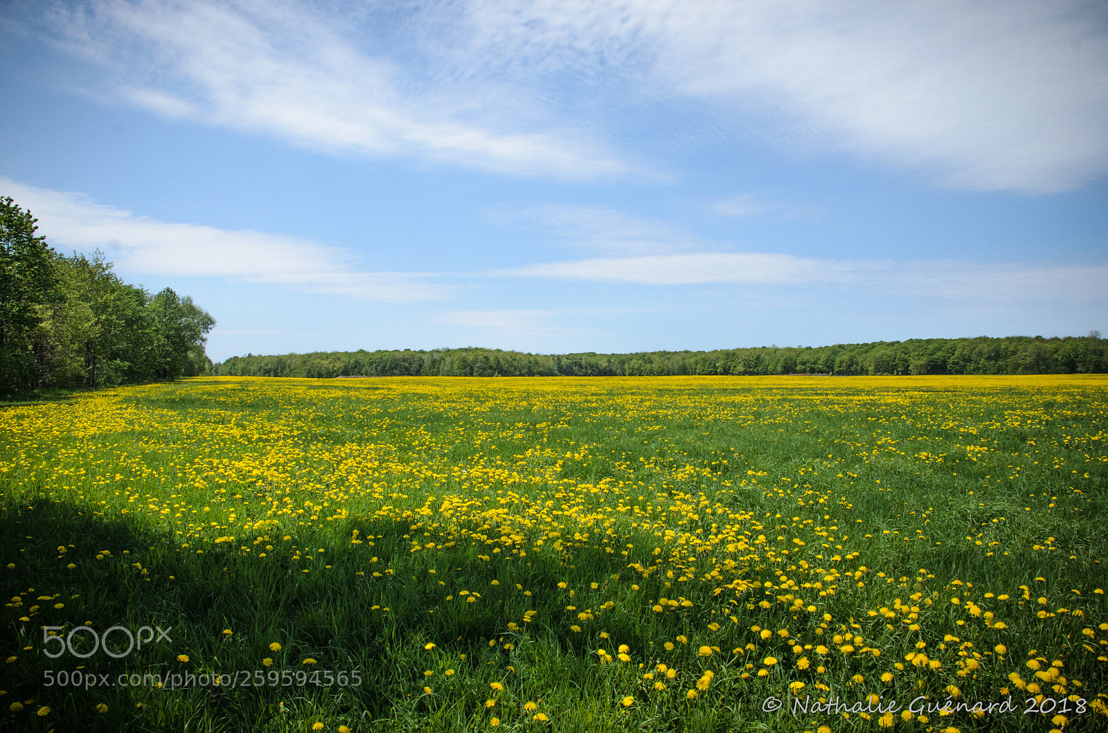 Nikon D7000 sample photo. Dandelion field - champ photography