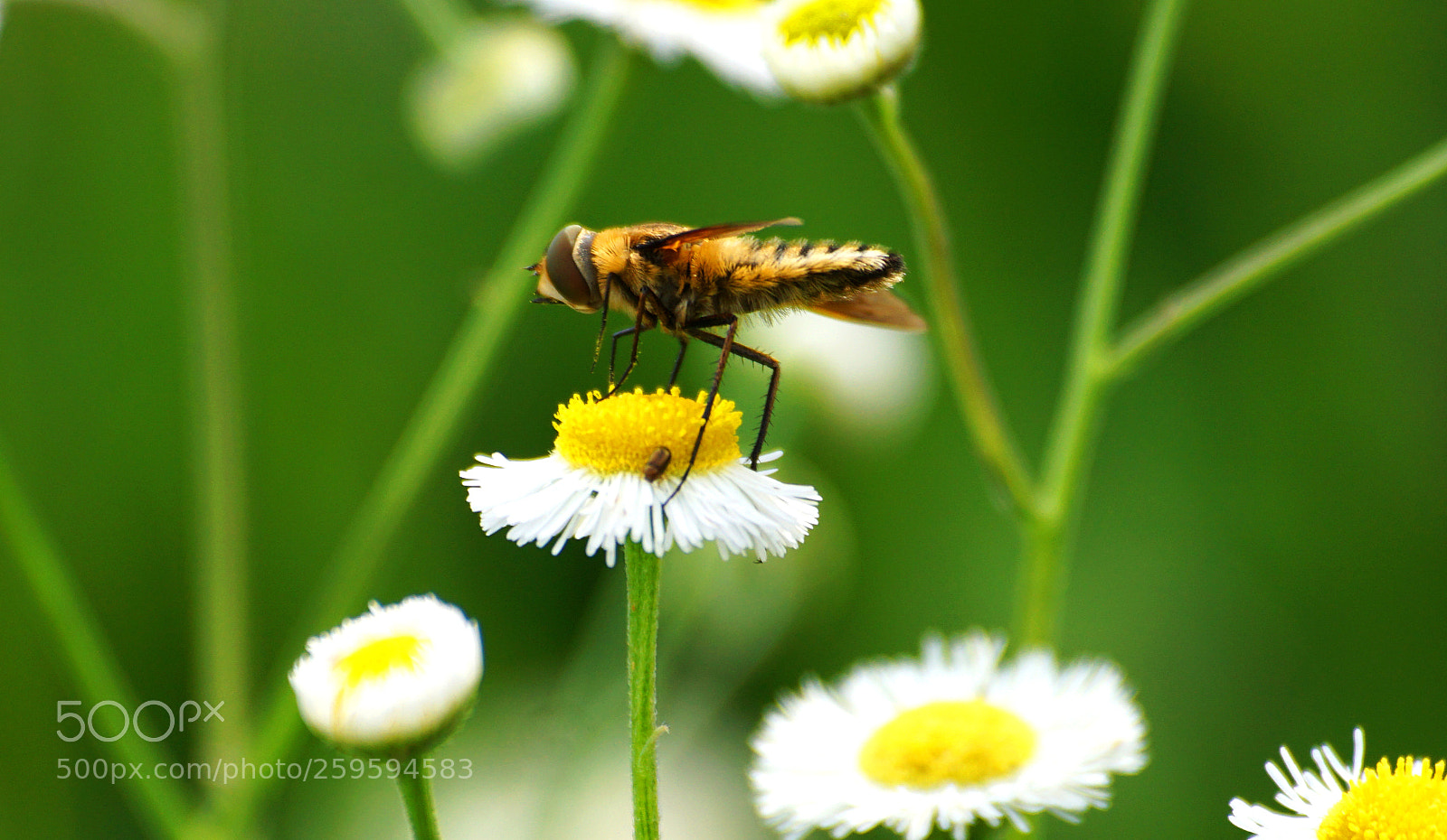 Sony a6000 sample photo. Hoverfly photography