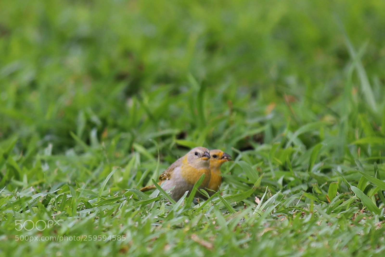 Canon EOS 80D sample photo. Two little birds... photography