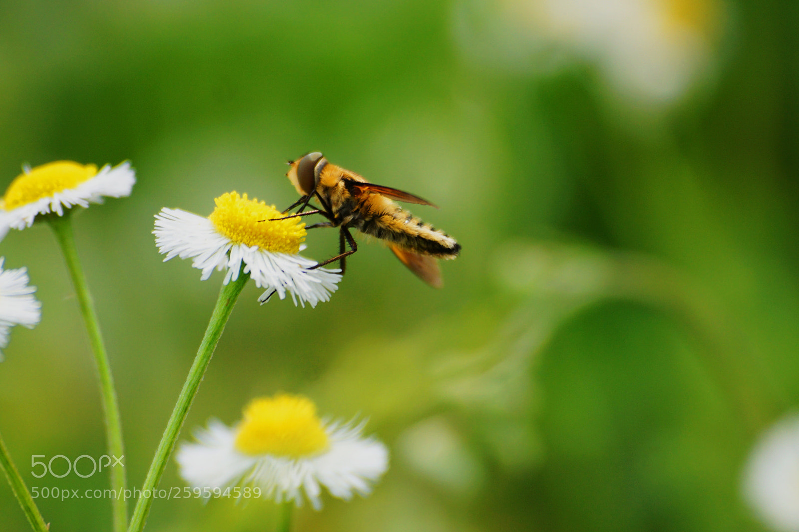Sony a6000 sample photo. Hoverfly photography