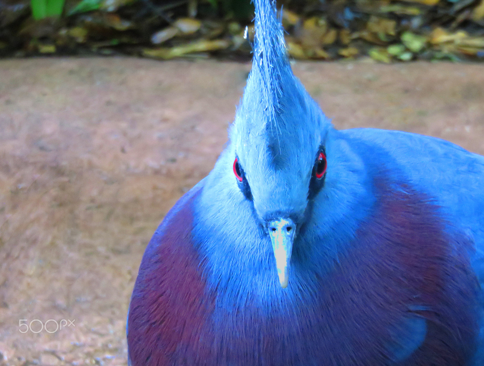 Canon PowerShot SX700 HS sample photo. Victoria crowned pigeon photography