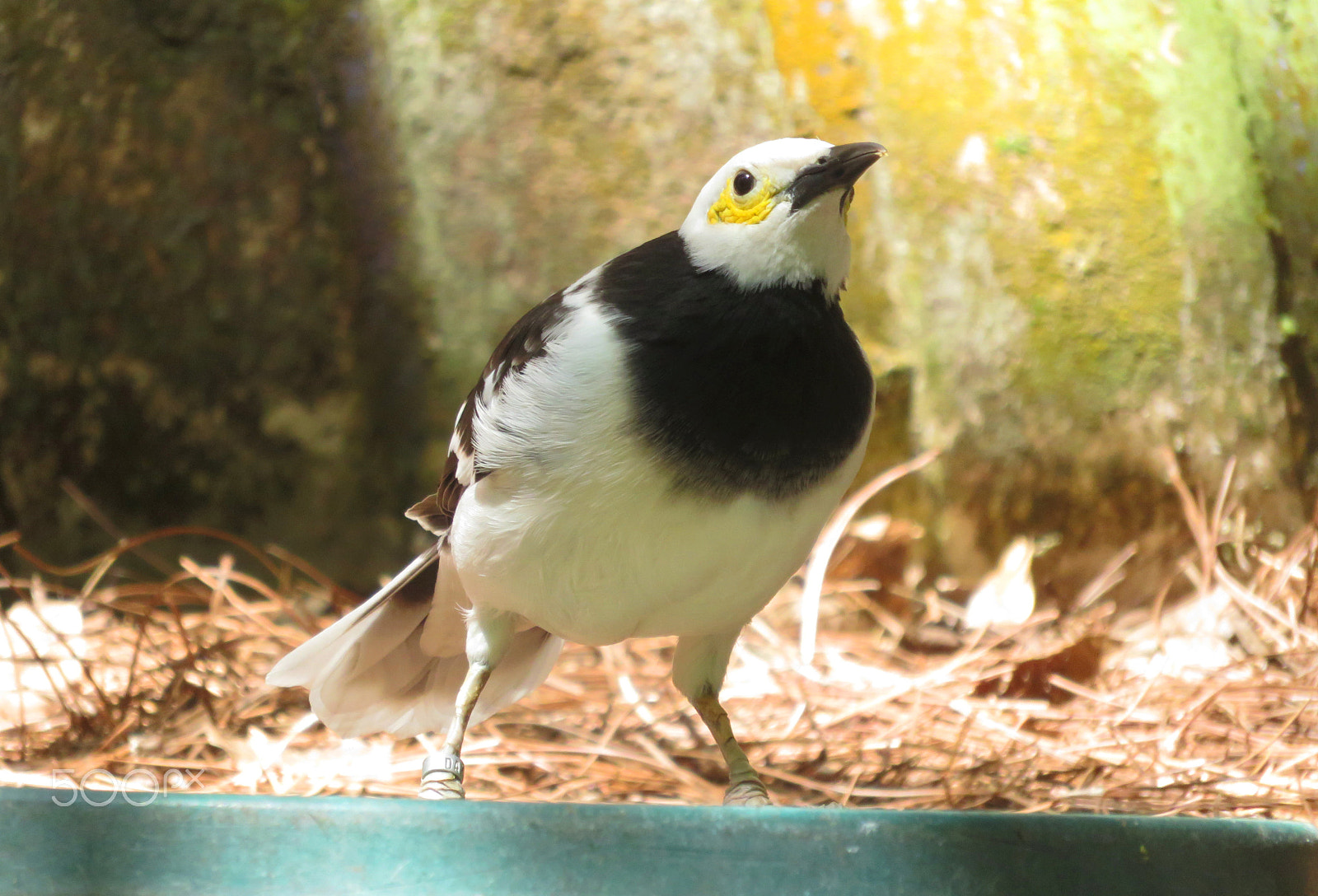 Canon PowerShot SX700 HS sample photo. White headed buffalo weaver photography