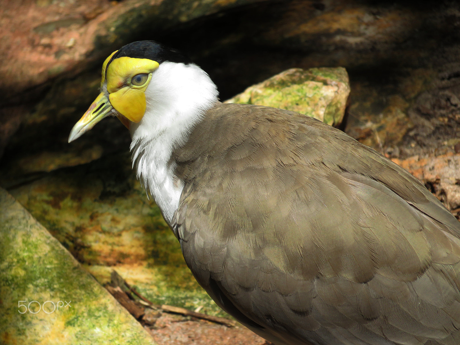 Canon PowerShot SX700 HS sample photo. Masked lapwing photography