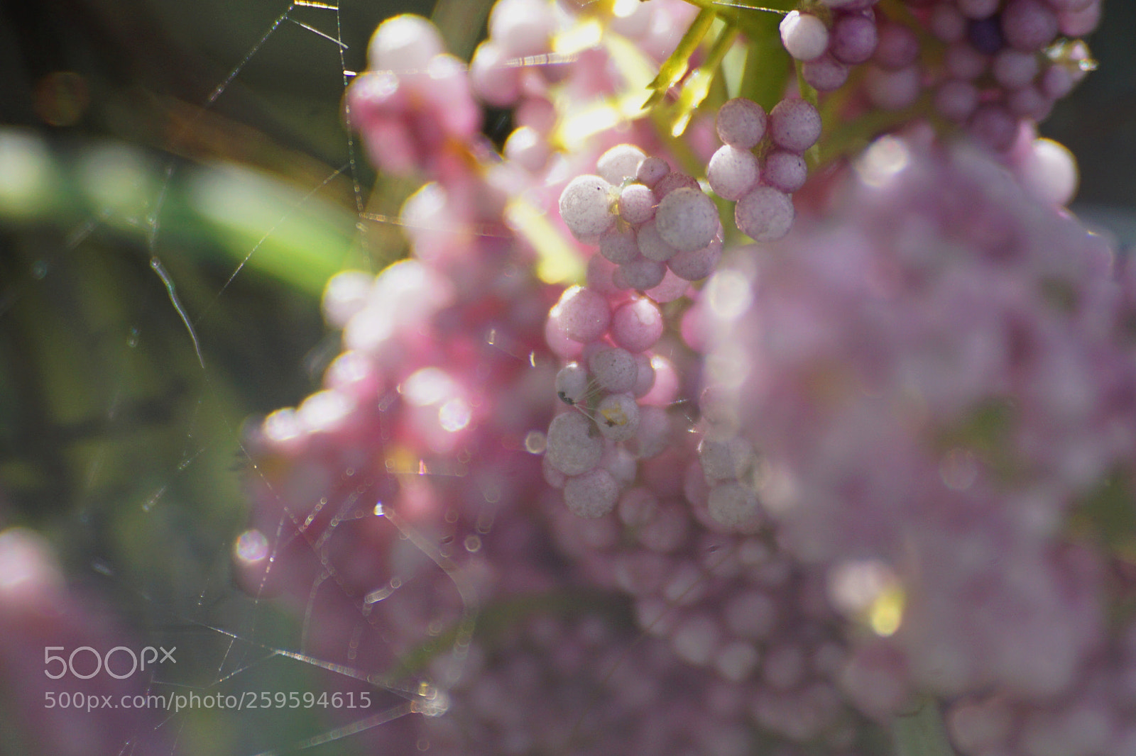 Sony a6000 sample photo. Pink photography