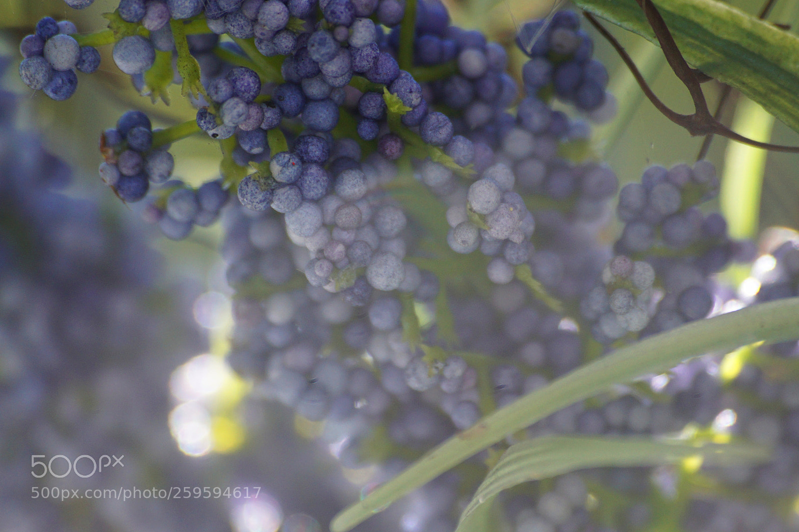 Sony a6000 sample photo. Blue photography