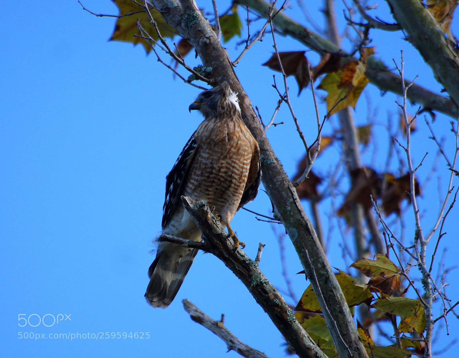 Sony a6000 sample photo. Hawk photography