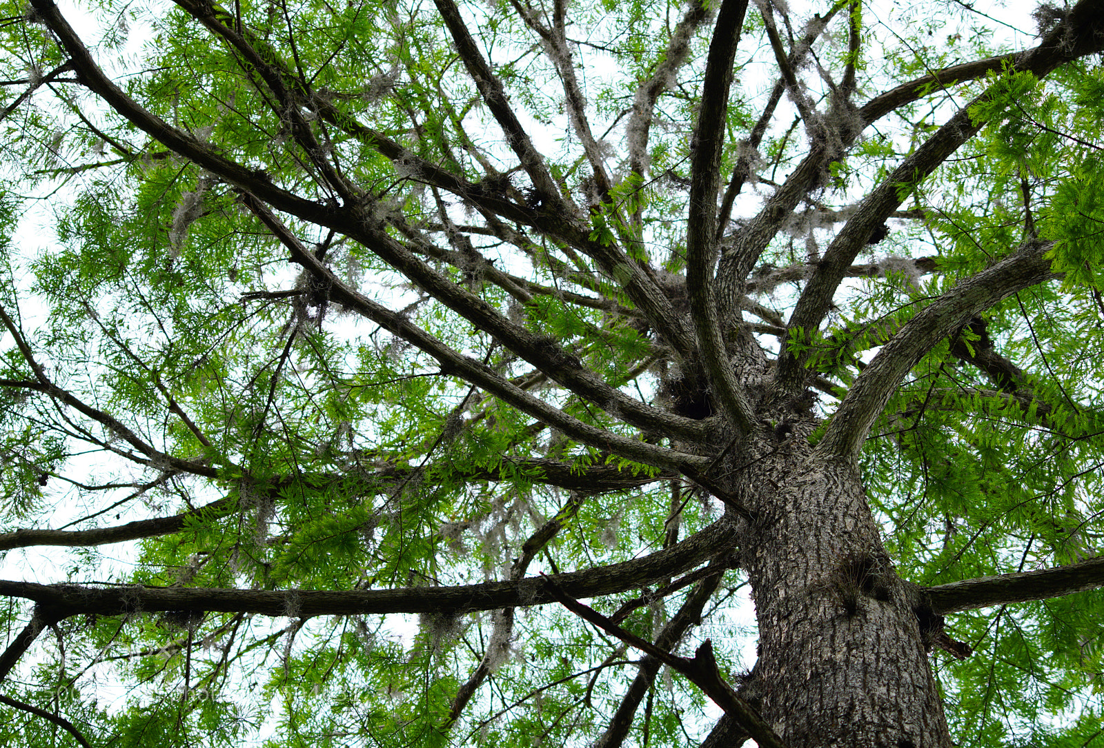 Sony a6000 sample photo. Spiraling tree photography