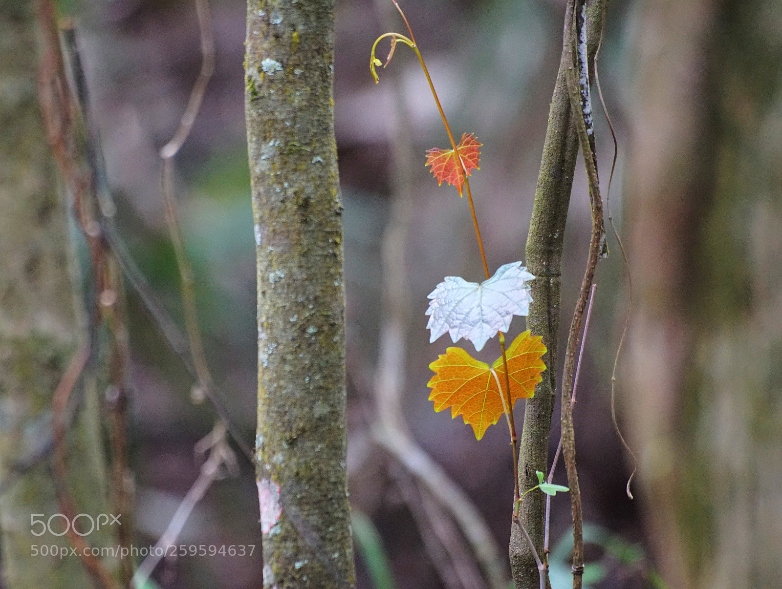 Sony a6000 sample photo. Heart leaves photography