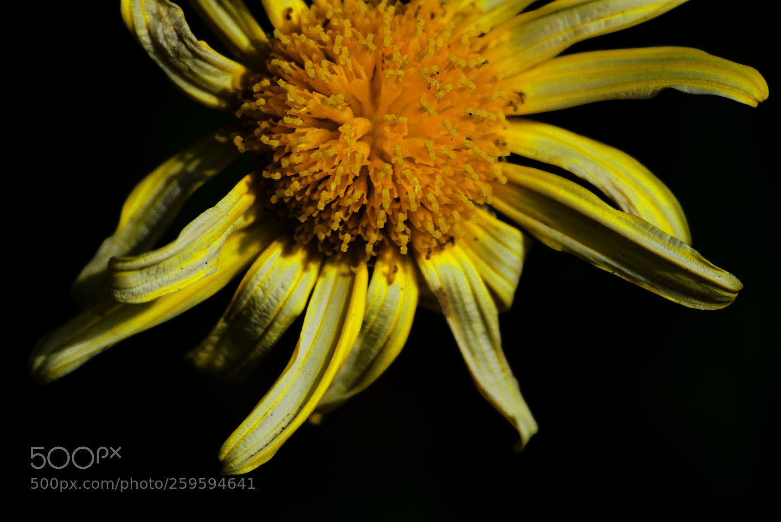 Sony a6000 sample photo. Flower photography