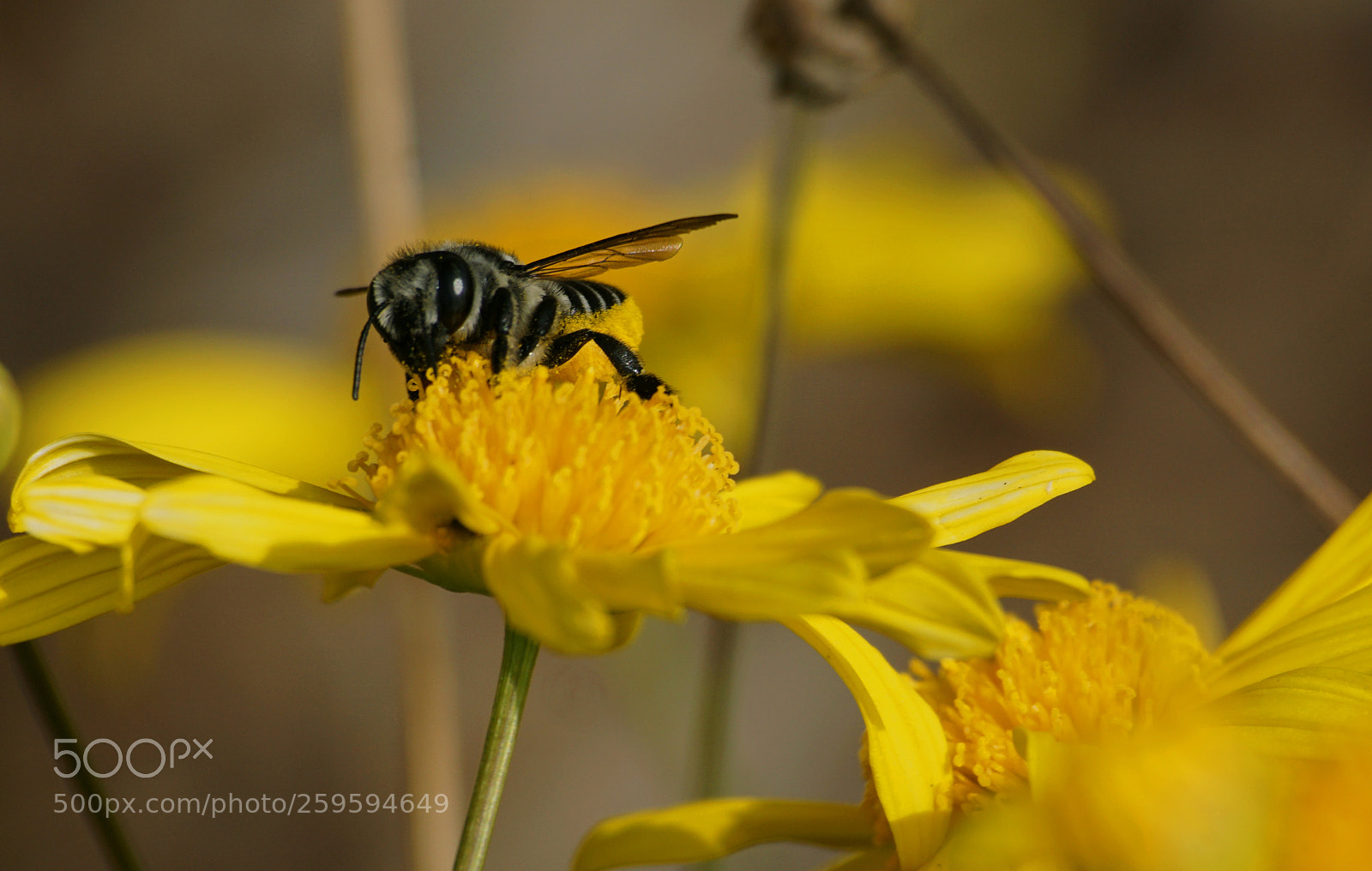 Sony a6000 sample photo. Bee photography